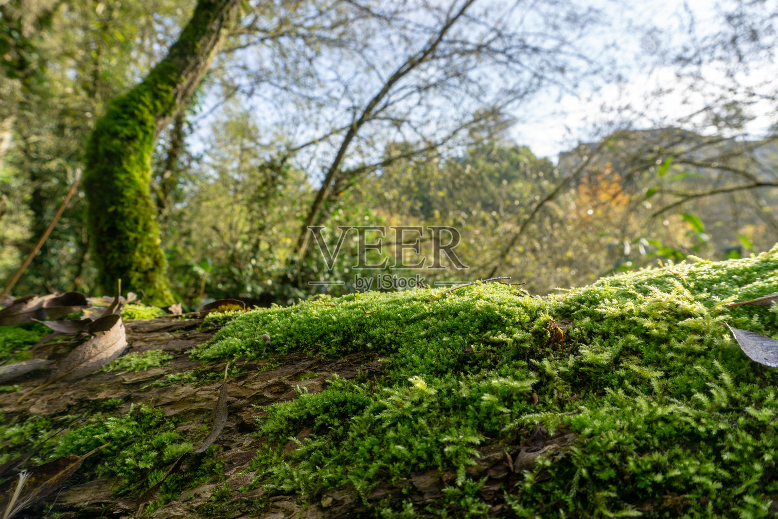 林堡是德国中部黑森市的一座城市。人口33832人。莱茵河的一条支流位于兰河的岸边。西部属于莱茵兰-普法尔茨。照片摄影图片