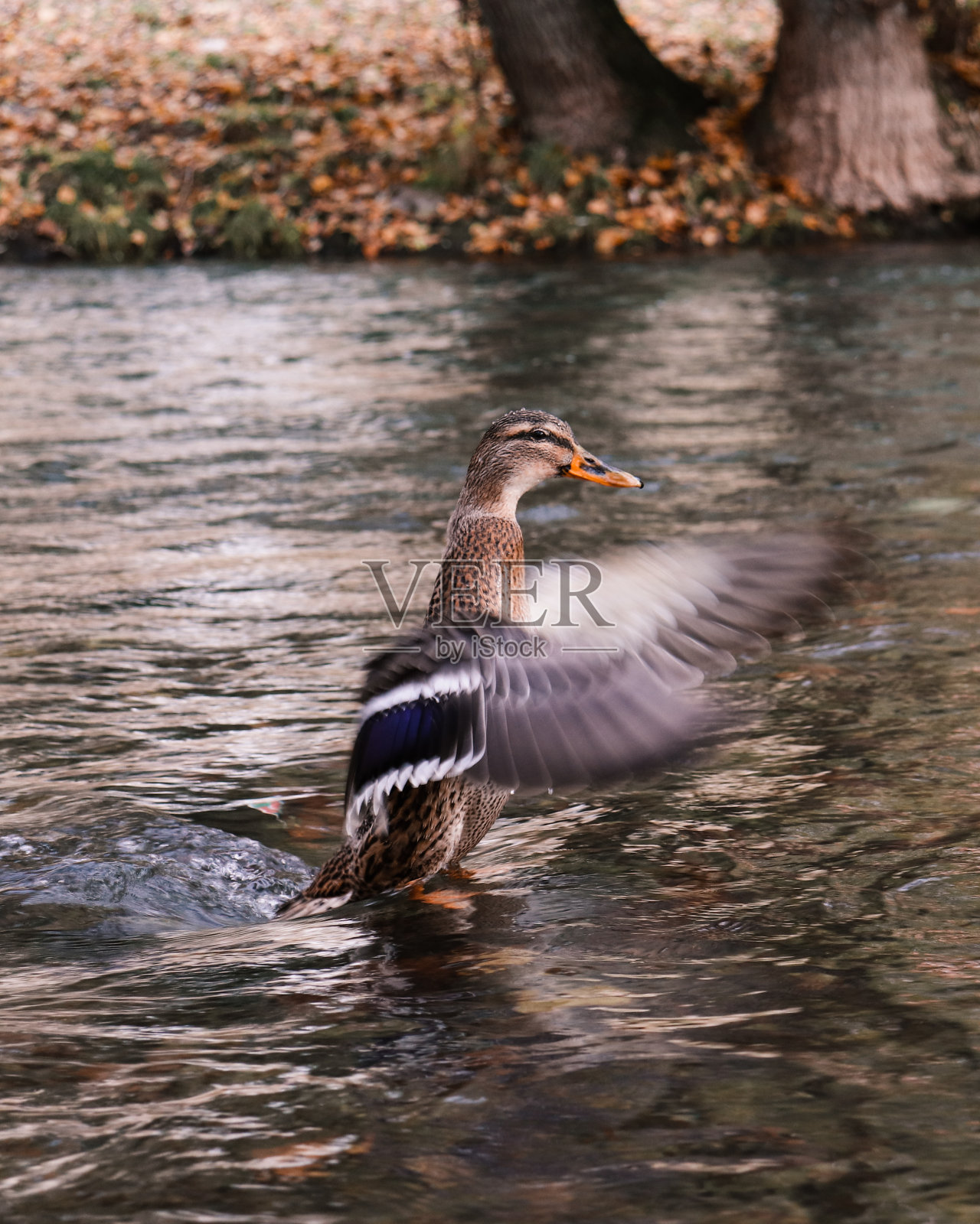 鸭照片摄影图片
