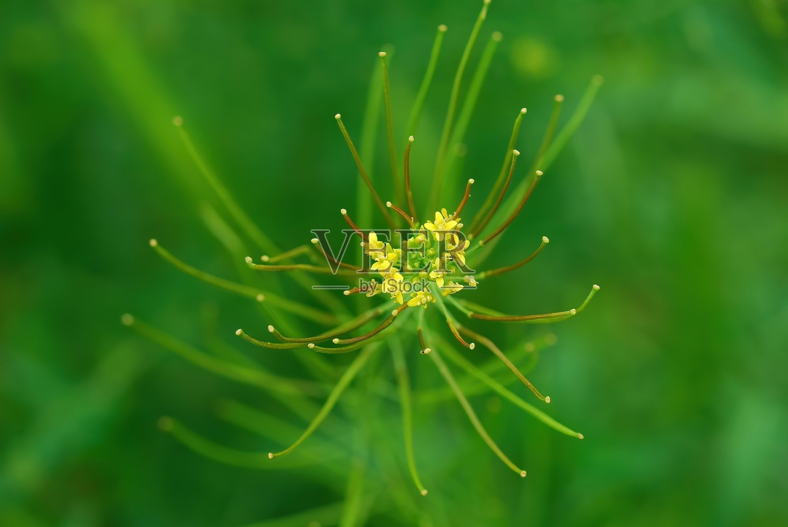 选择性聚焦，萱草属植物花好散景照片摄影图片