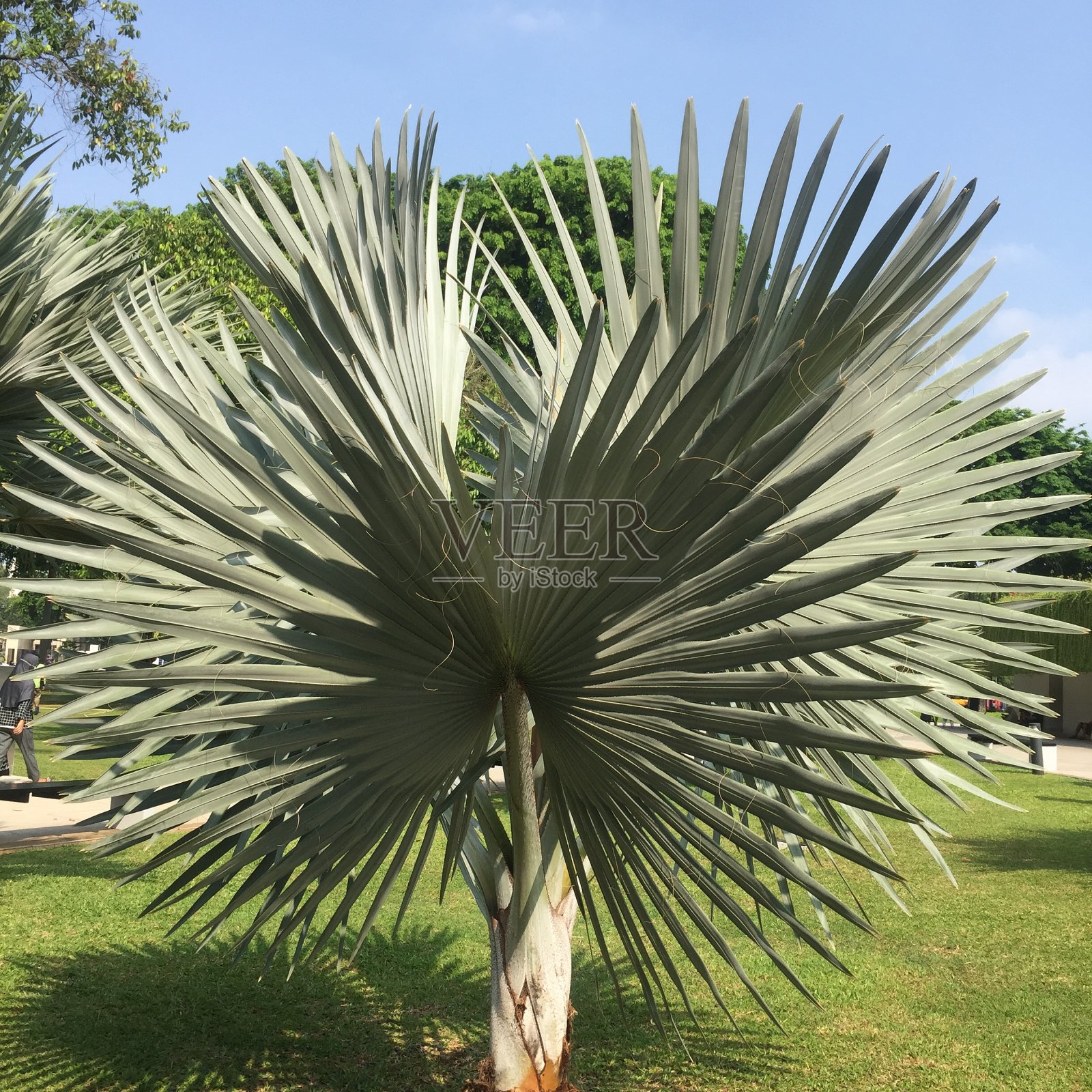俾斯麦植物在一个大花园里茁壮成长。照片摄影图片