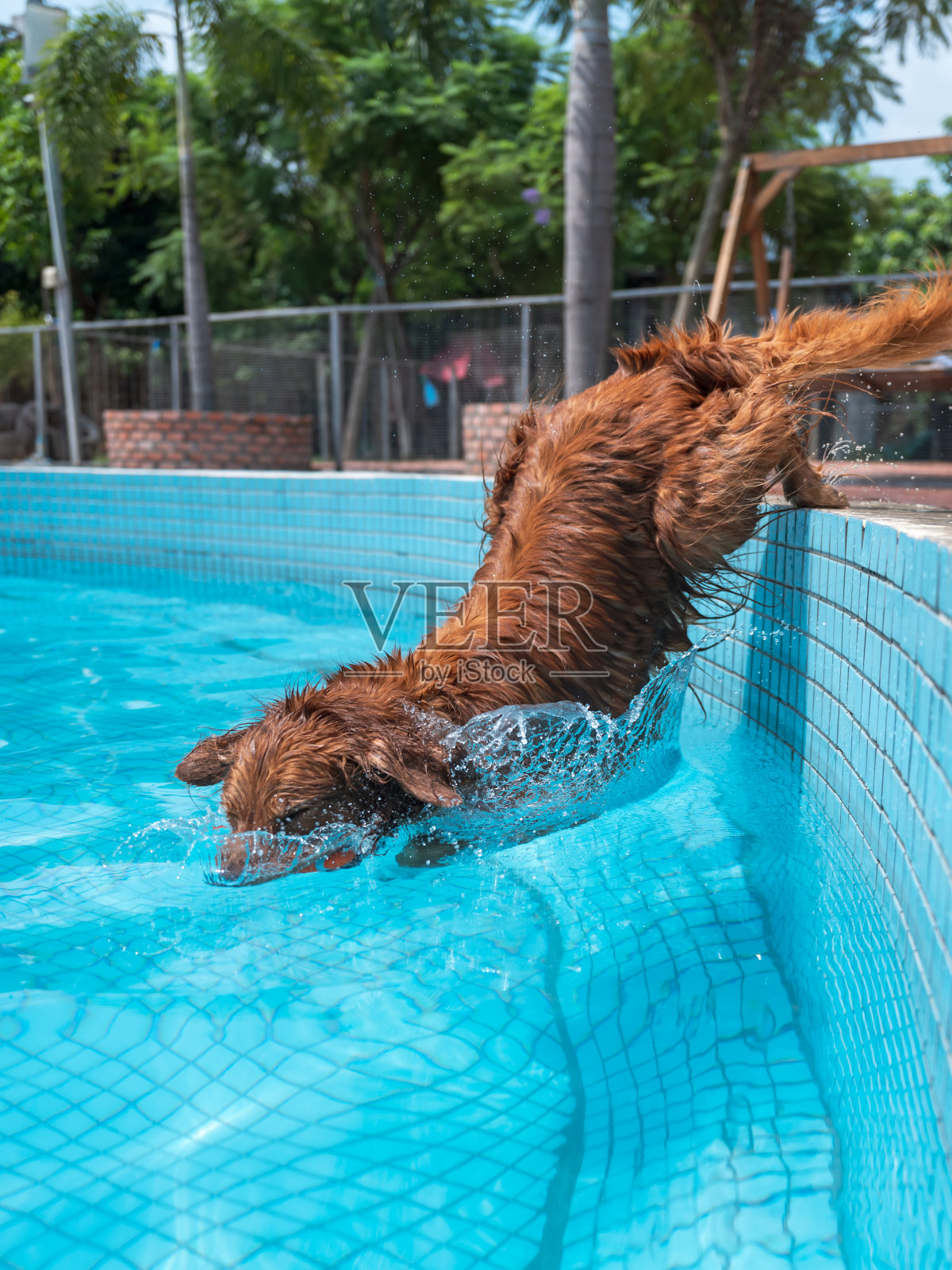 就在金毛猎犬跳进水池的那一刻照片摄影图片