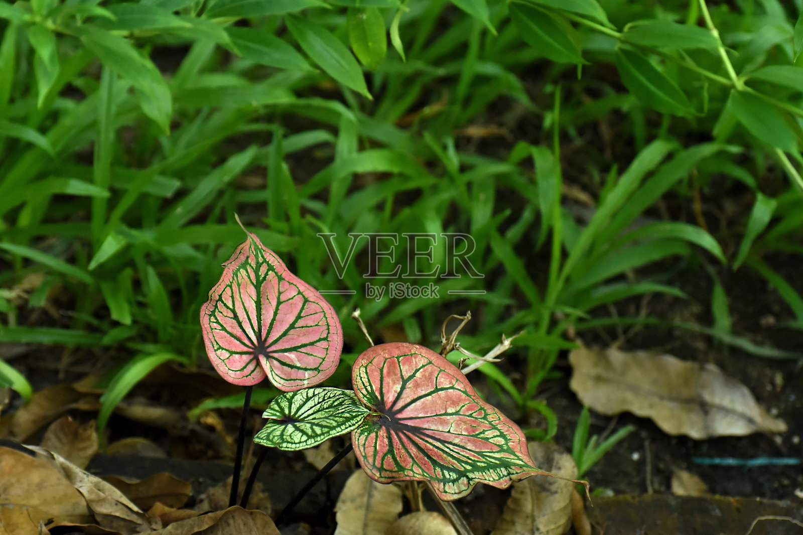 贝母二色的照片摄影图片