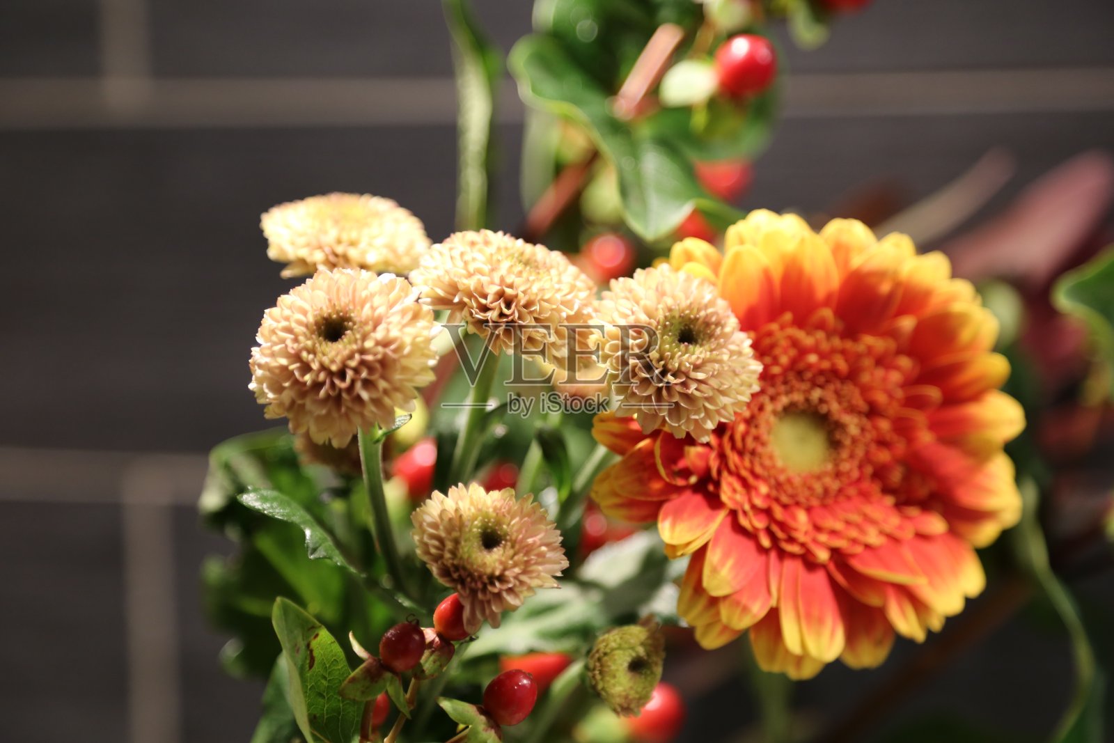 Zinnia花束照片摄影图片