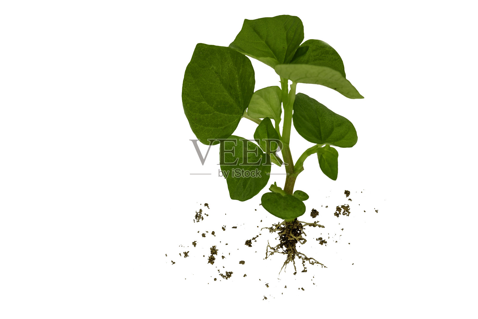 药用植物，完全有根和少量土壤照片摄影图片