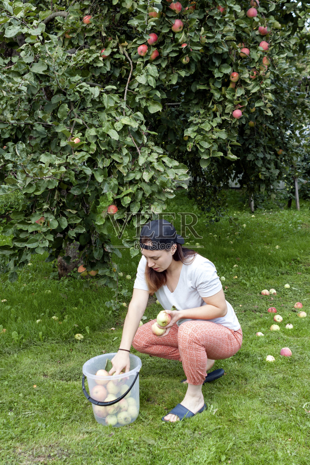 在花园里摘苹果的女人照片摄影图片