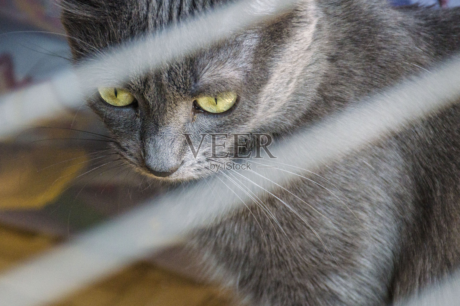 前景是一只卡萨斯猫照片摄影图片