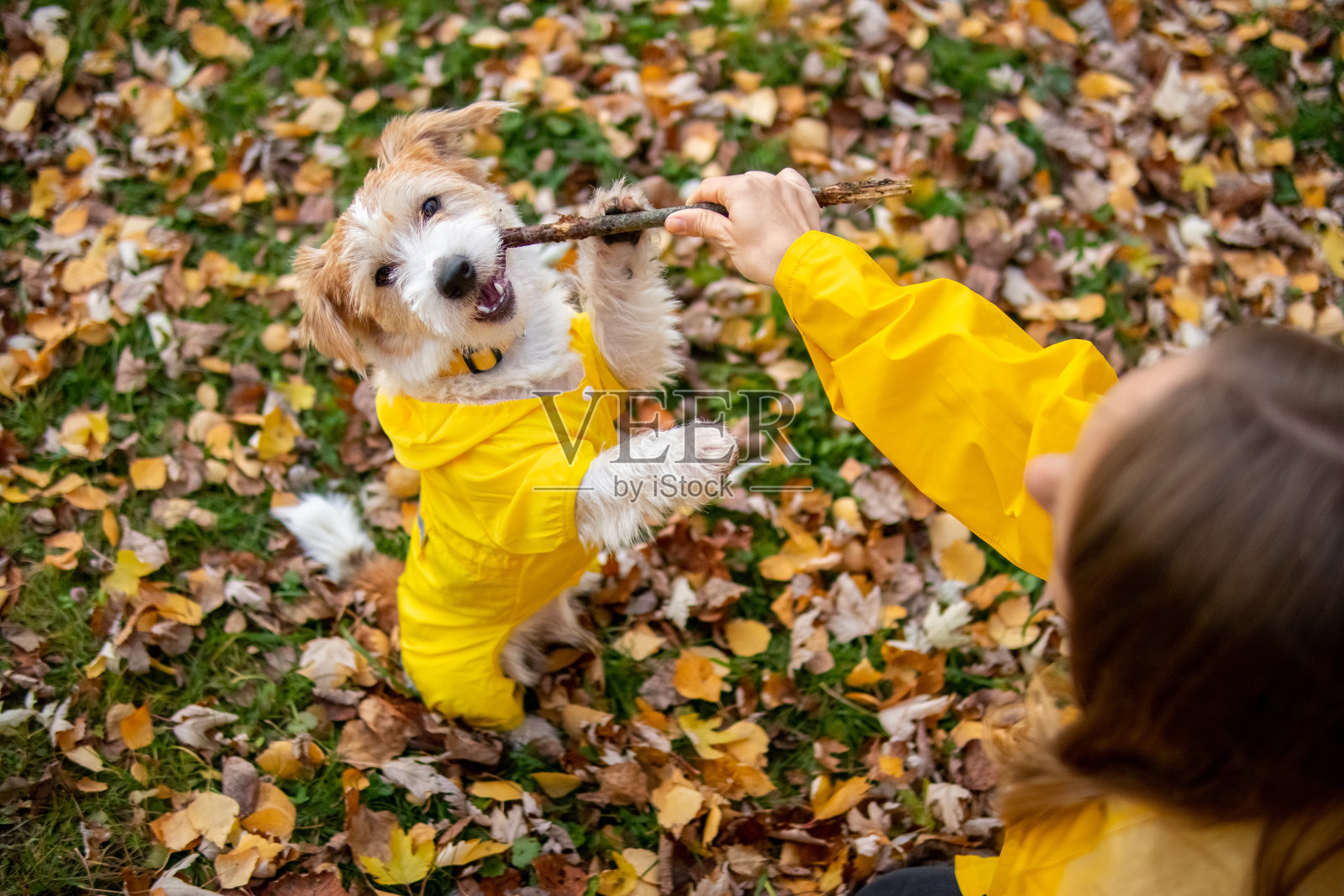 秋天的公园里，一个穿着黄色雨衣的女孩和一只小杰克一起玩耍照片摄影图片