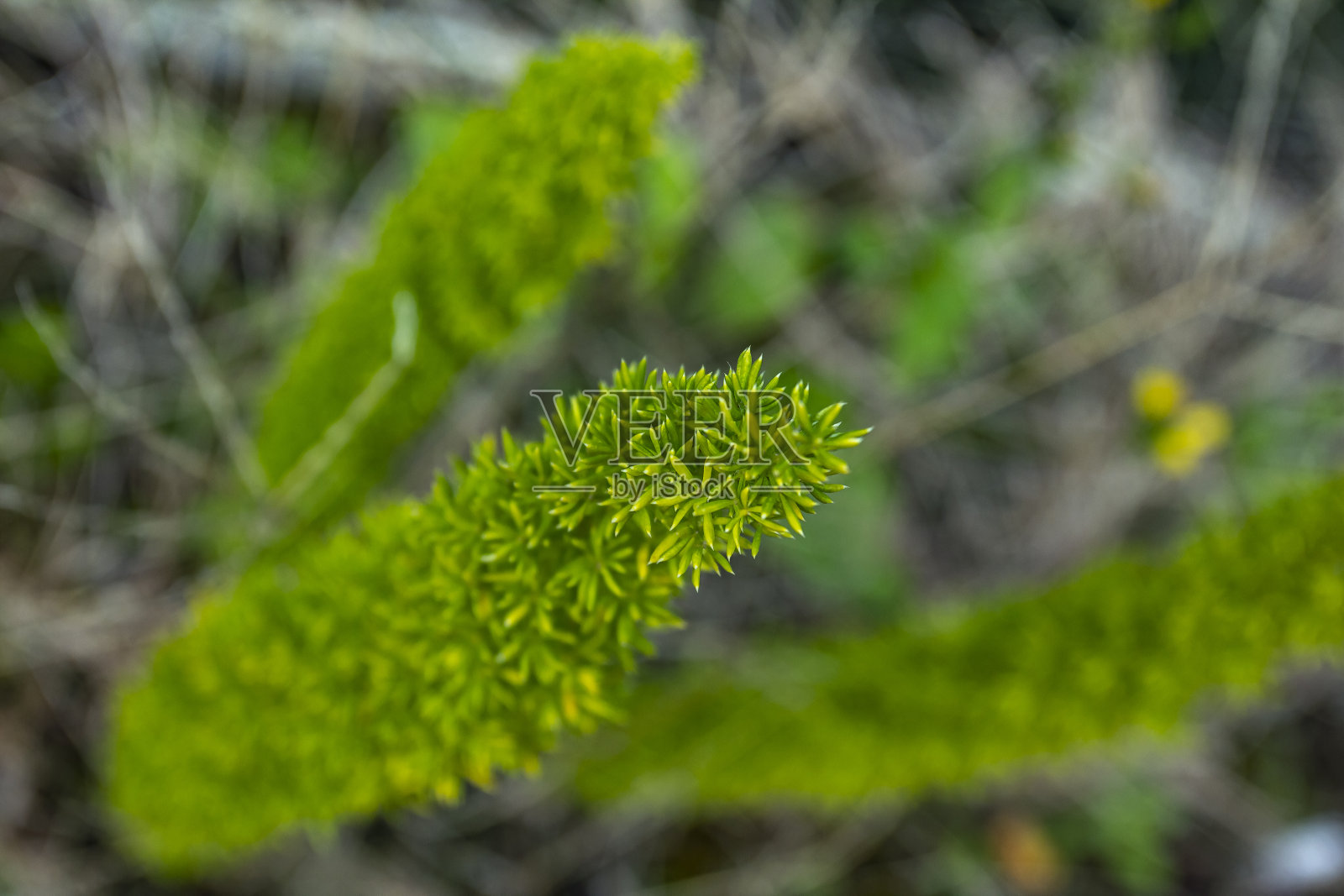 一个小的绿色多刺植物的特写在一个模糊的背景。照片摄影图片