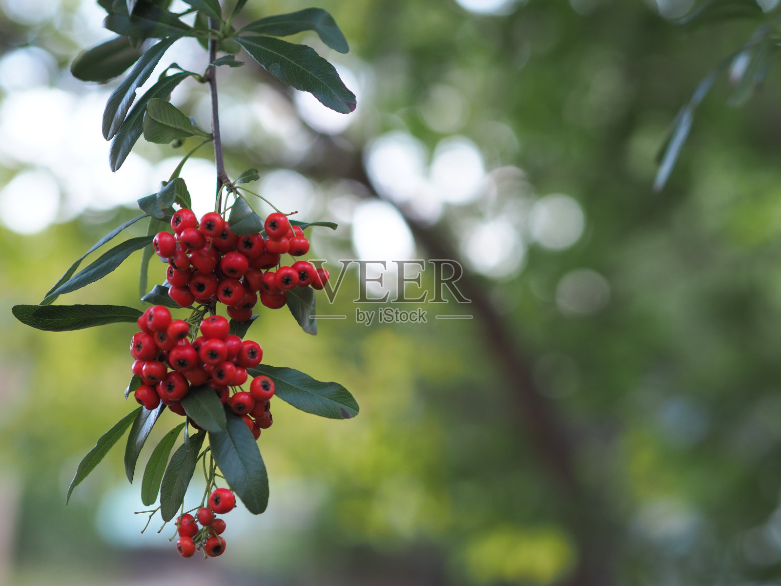 火棘照片摄影图片