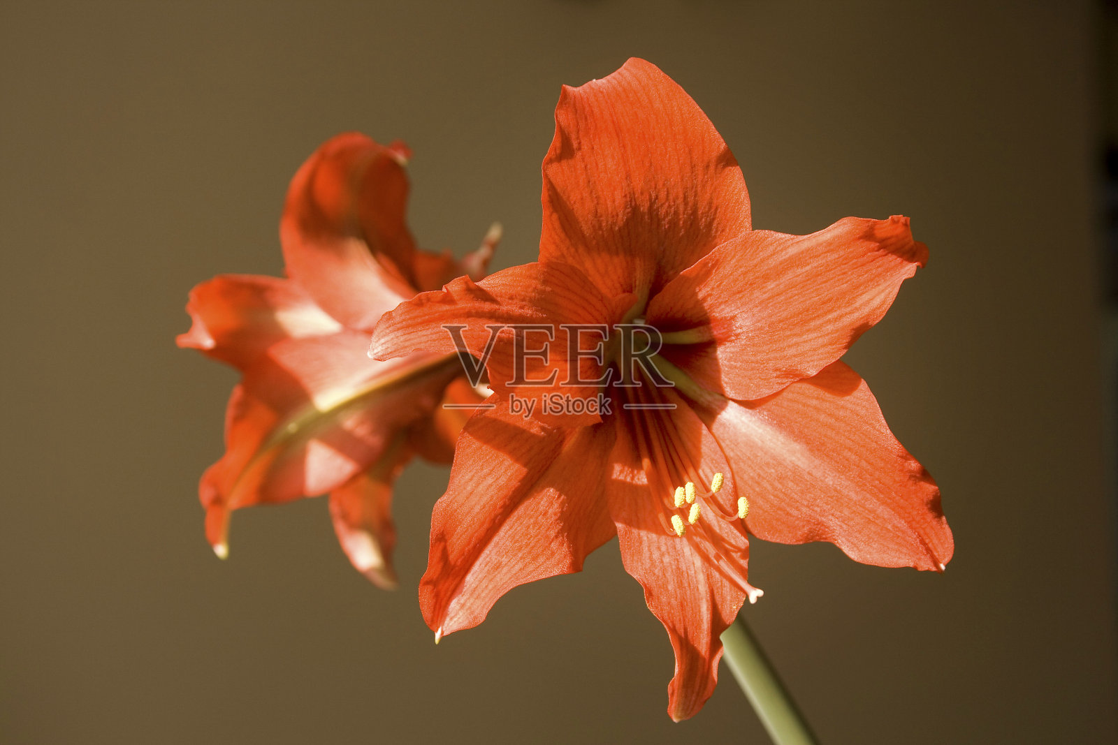 马蹄莲在阳光下开花照片摄影图片