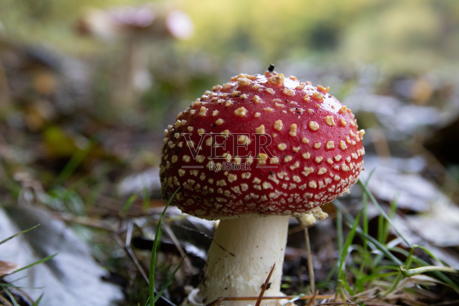 蘑菇毒鹅膏菌-红色蘑菇，有白色斑点，片状或飞木耳照片摄影图片