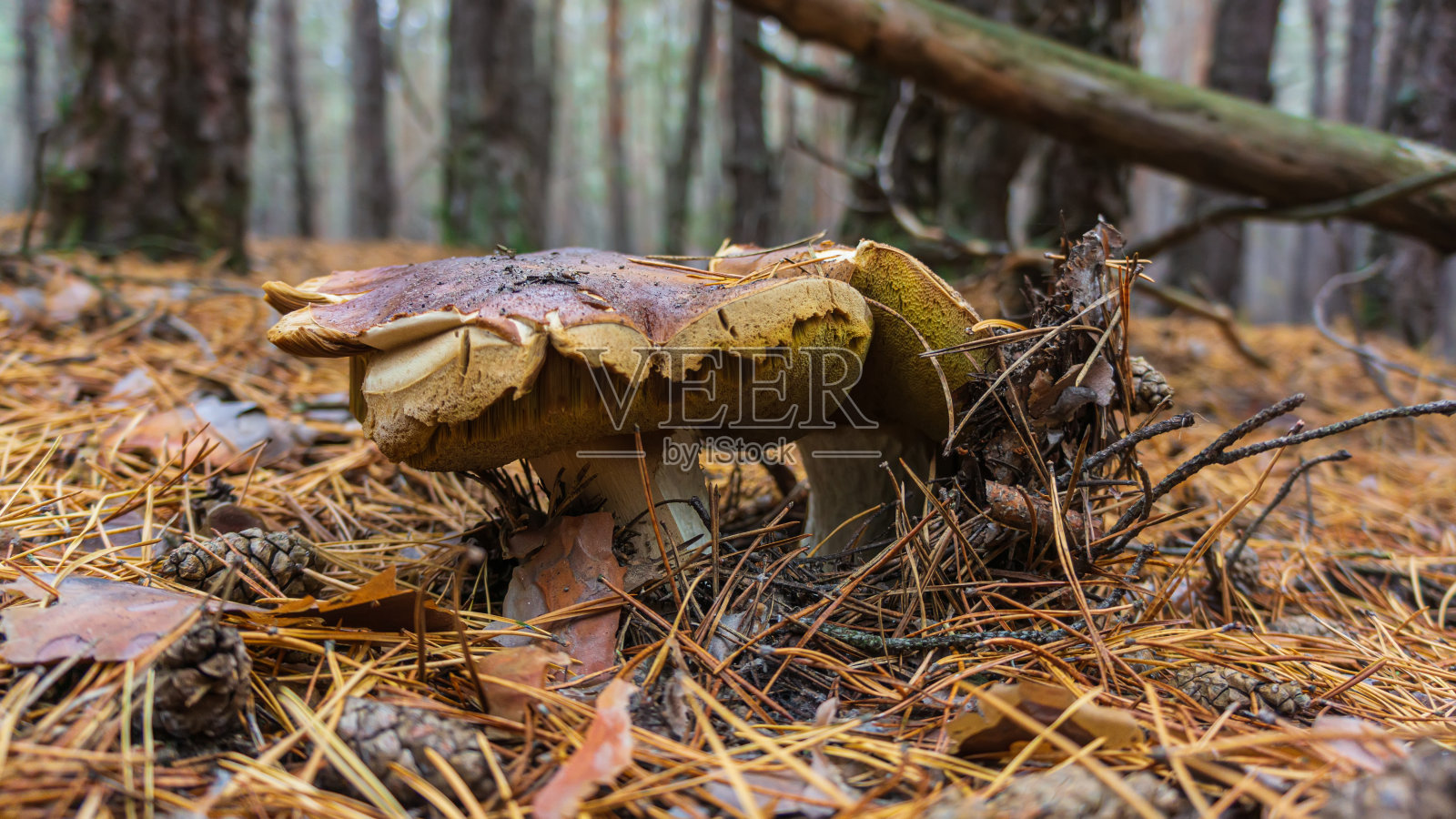 松林中针叶中的白色蘑菇。照片摄影图片