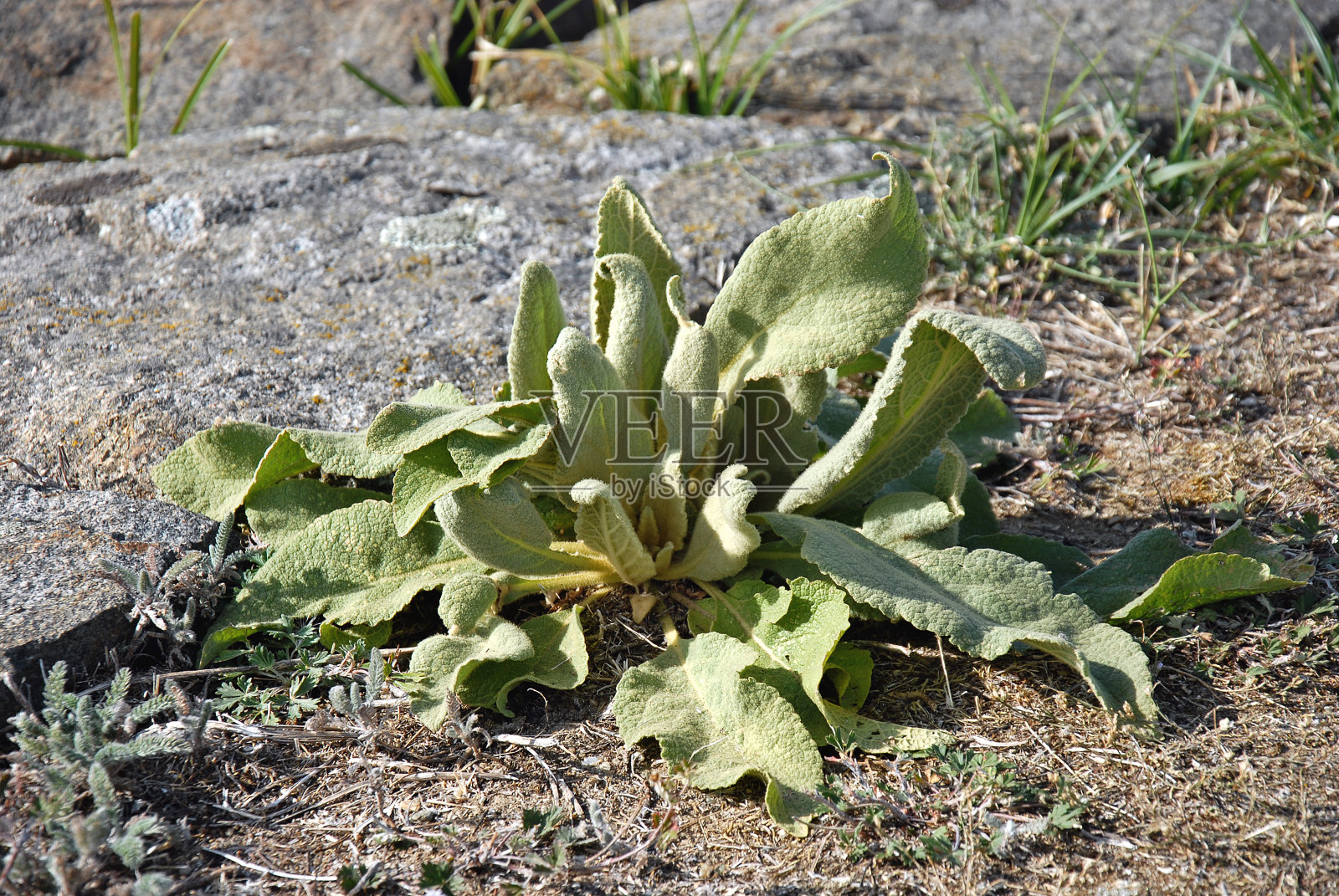 兔耳-斯塔奇斯拜占庭，在堤岸-克拉伊科瓦奇湖照片摄影图片