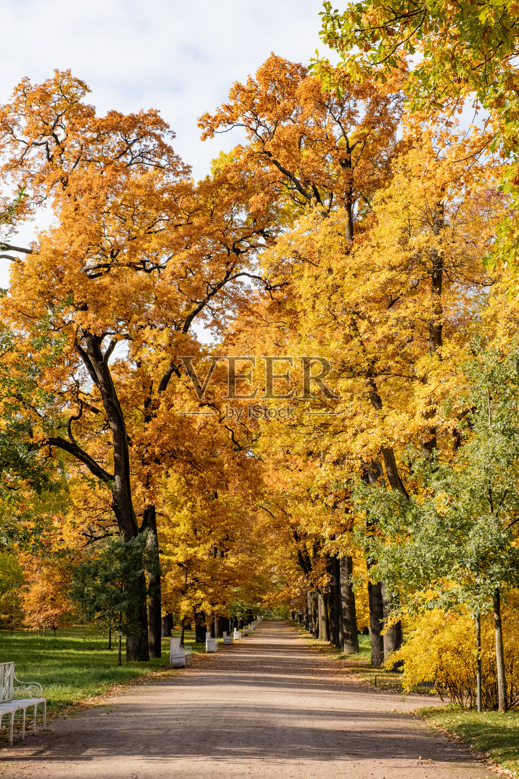 公园里的小路上有五颜六色的树木和阳光。照片摄影图片