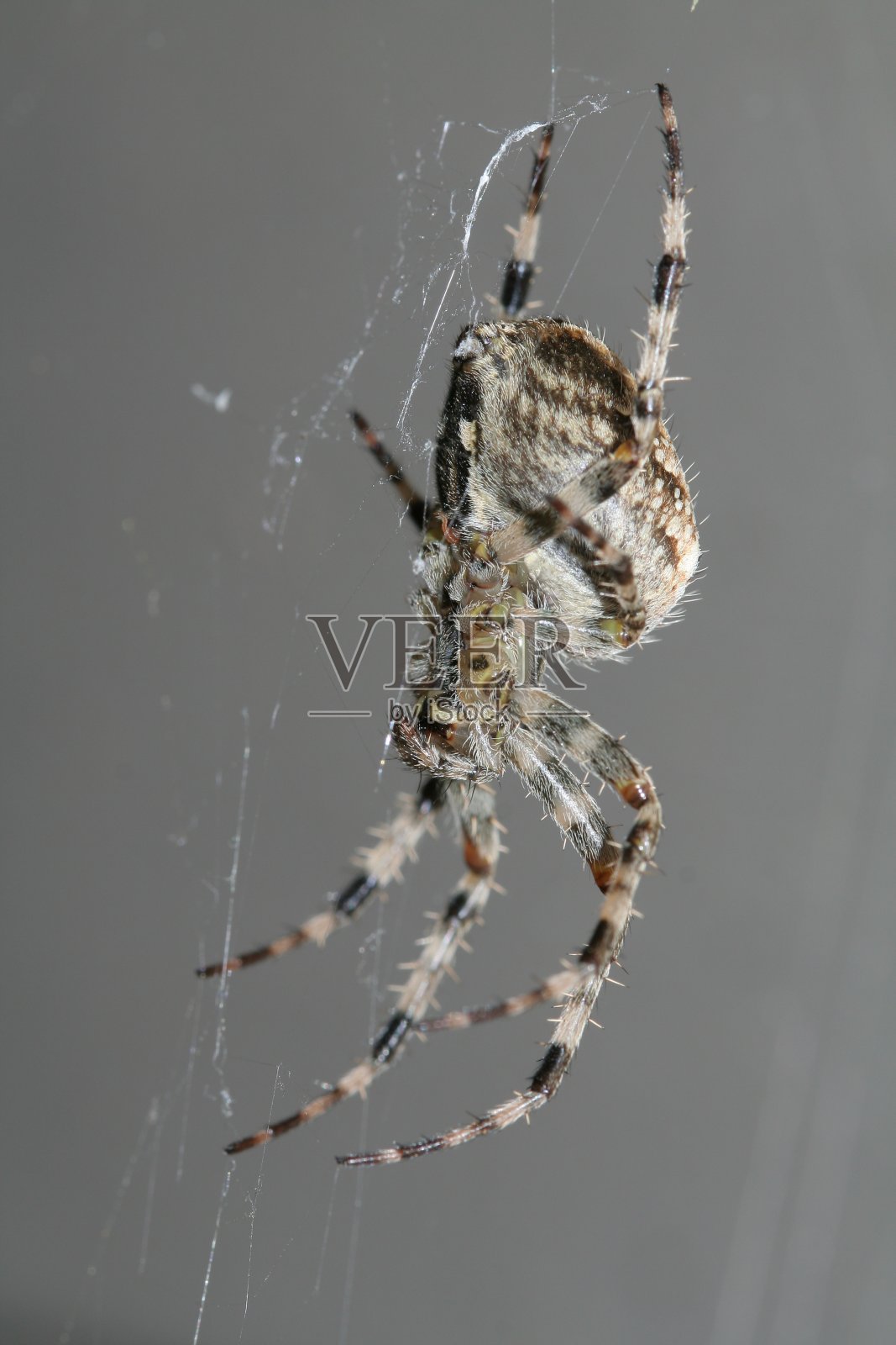 大世爵照片摄影图片