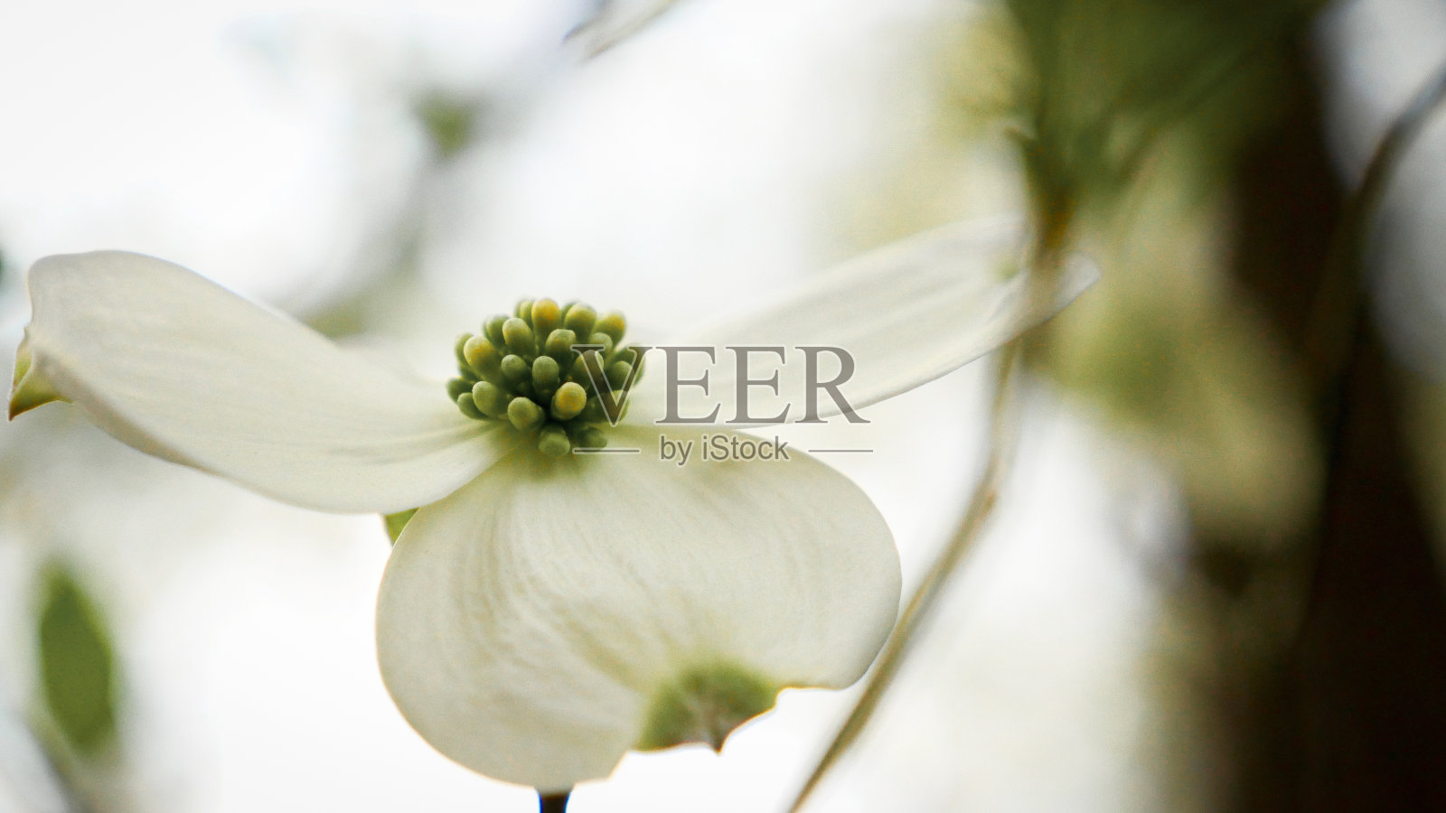 微细的山茱萸树花在春天的花园在日落日出照片摄影图片