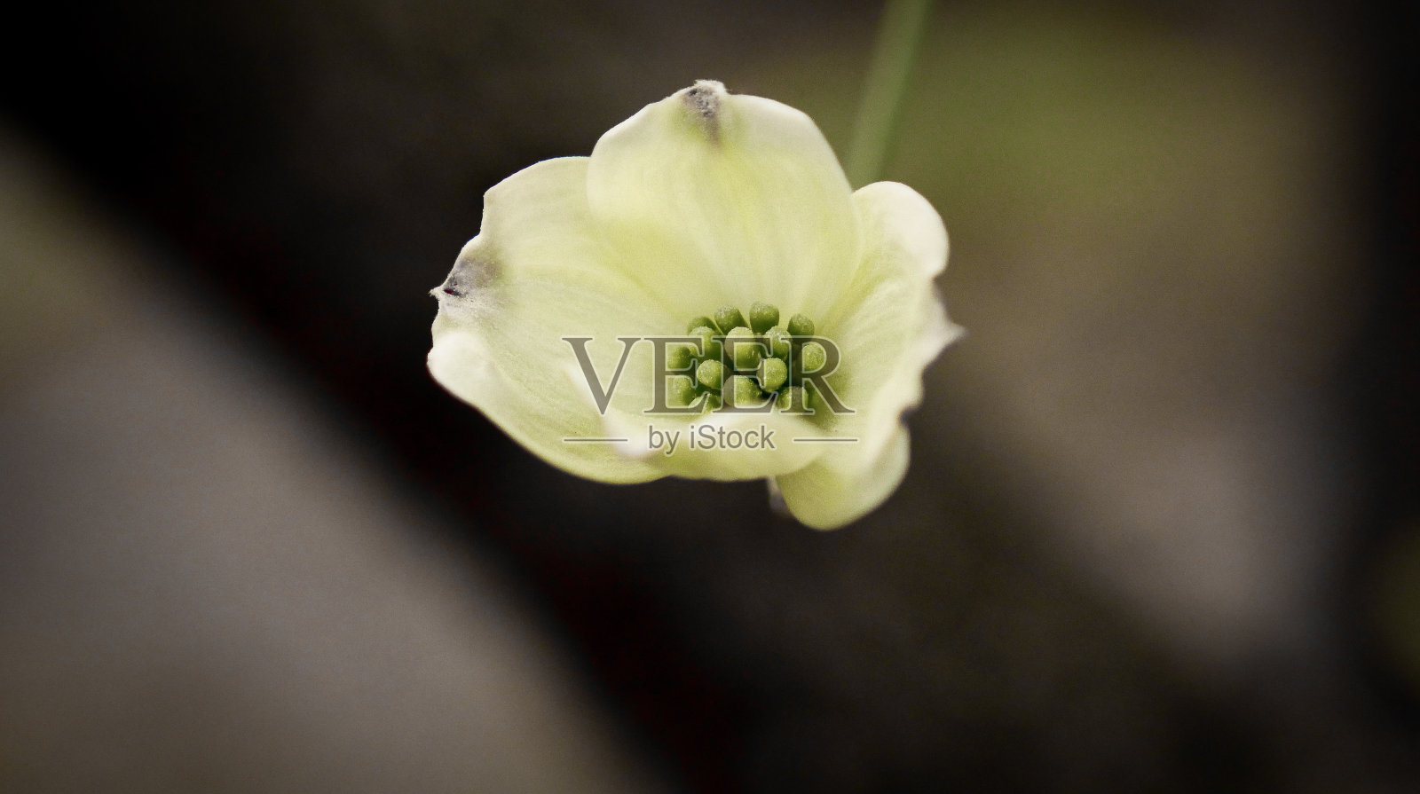 微细的山茱萸树花在春天的花园在日落日出照片摄影图片