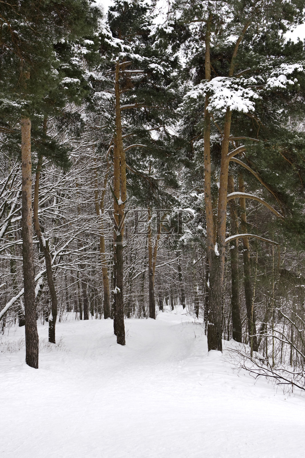 松树之间的小路照片摄影图片