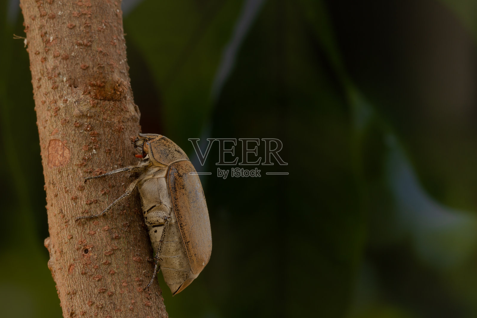 在森林中爬在树干上的一种甘蔗白蛴螬或鳞翅目柱头照片摄影图片
