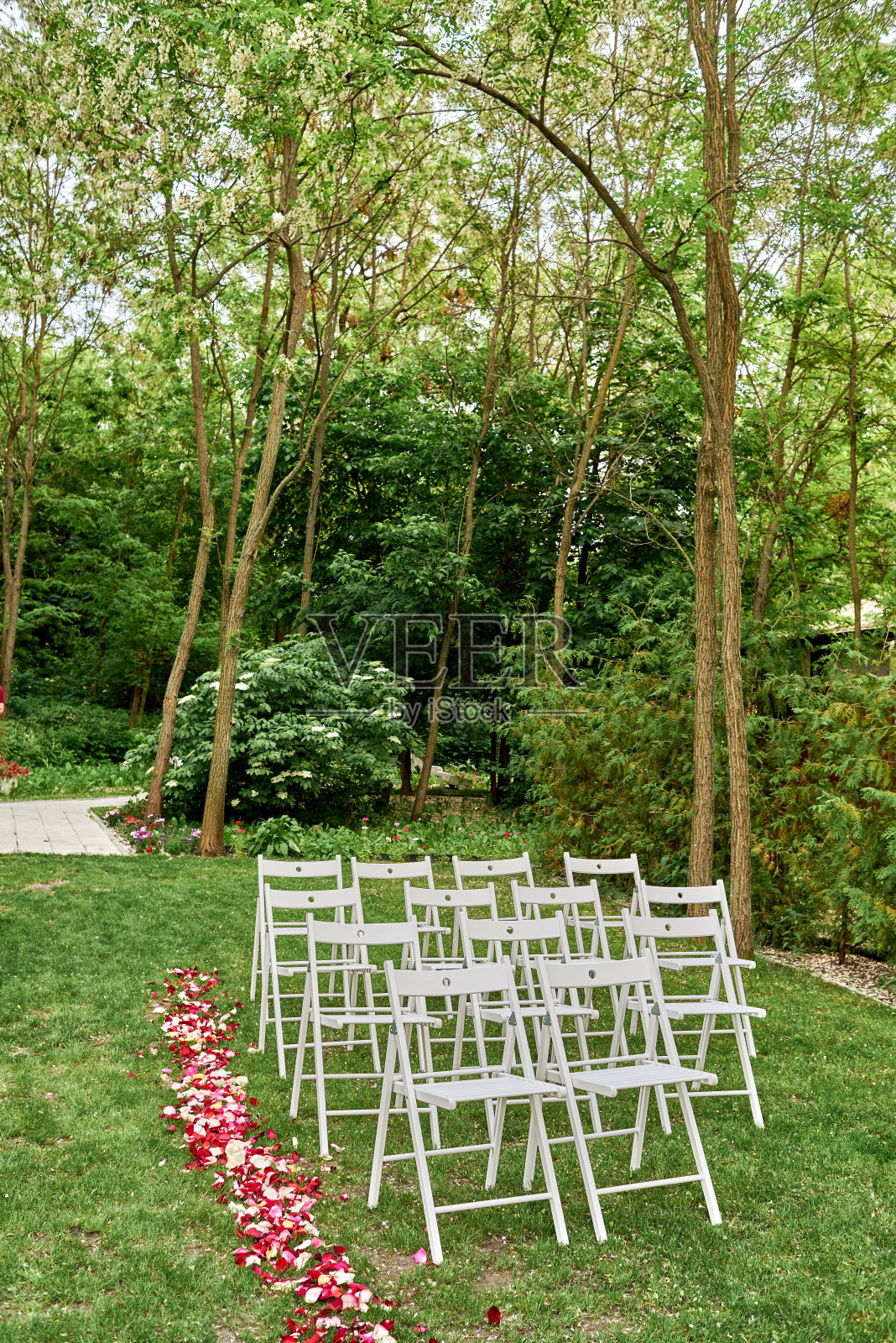 白色的婚礼椅与新鲜的玫瑰花瓣在拱门外的每一边，复制空间。在花园的绿色草坪上为客人准备的空木椅照片摄影图片
