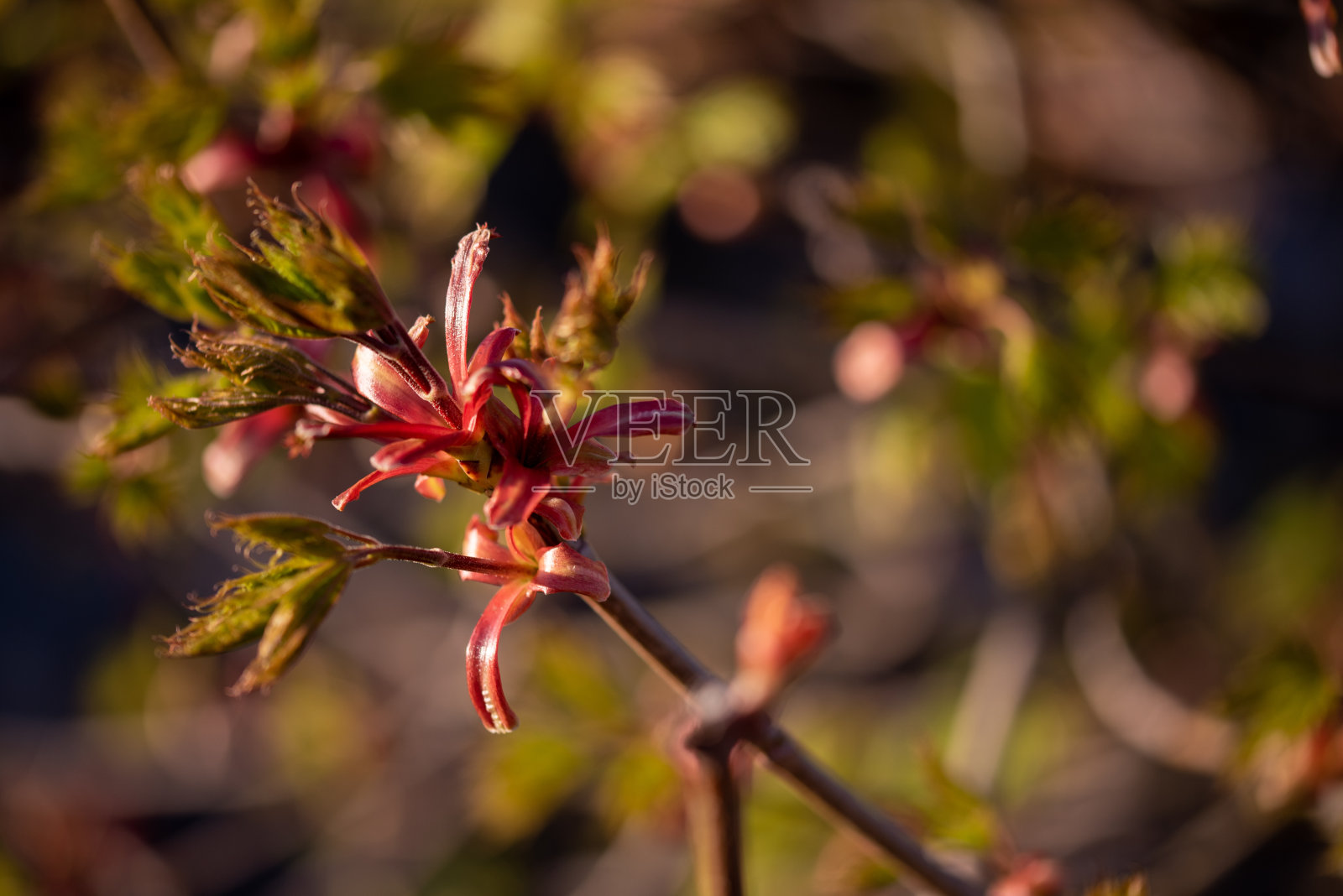 杜鹃花的花。照片摄影图片