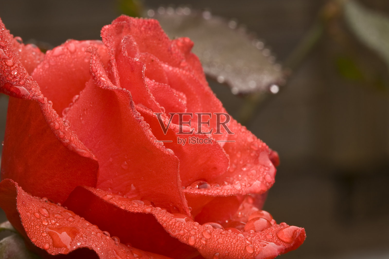 酒糟鼻2照片摄影图片