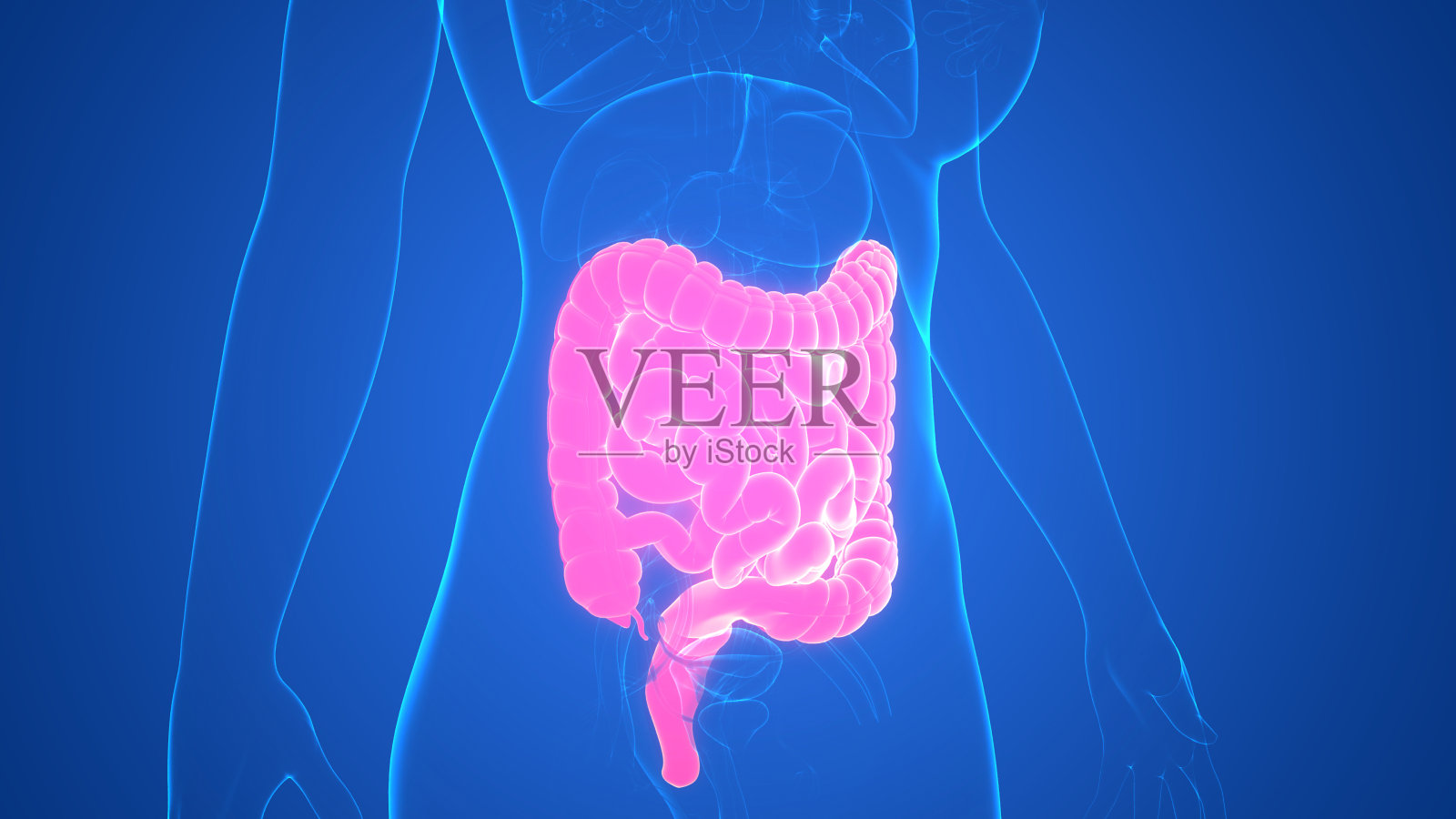 人体消化系统大肠和小肠解剖学照片摄影图片