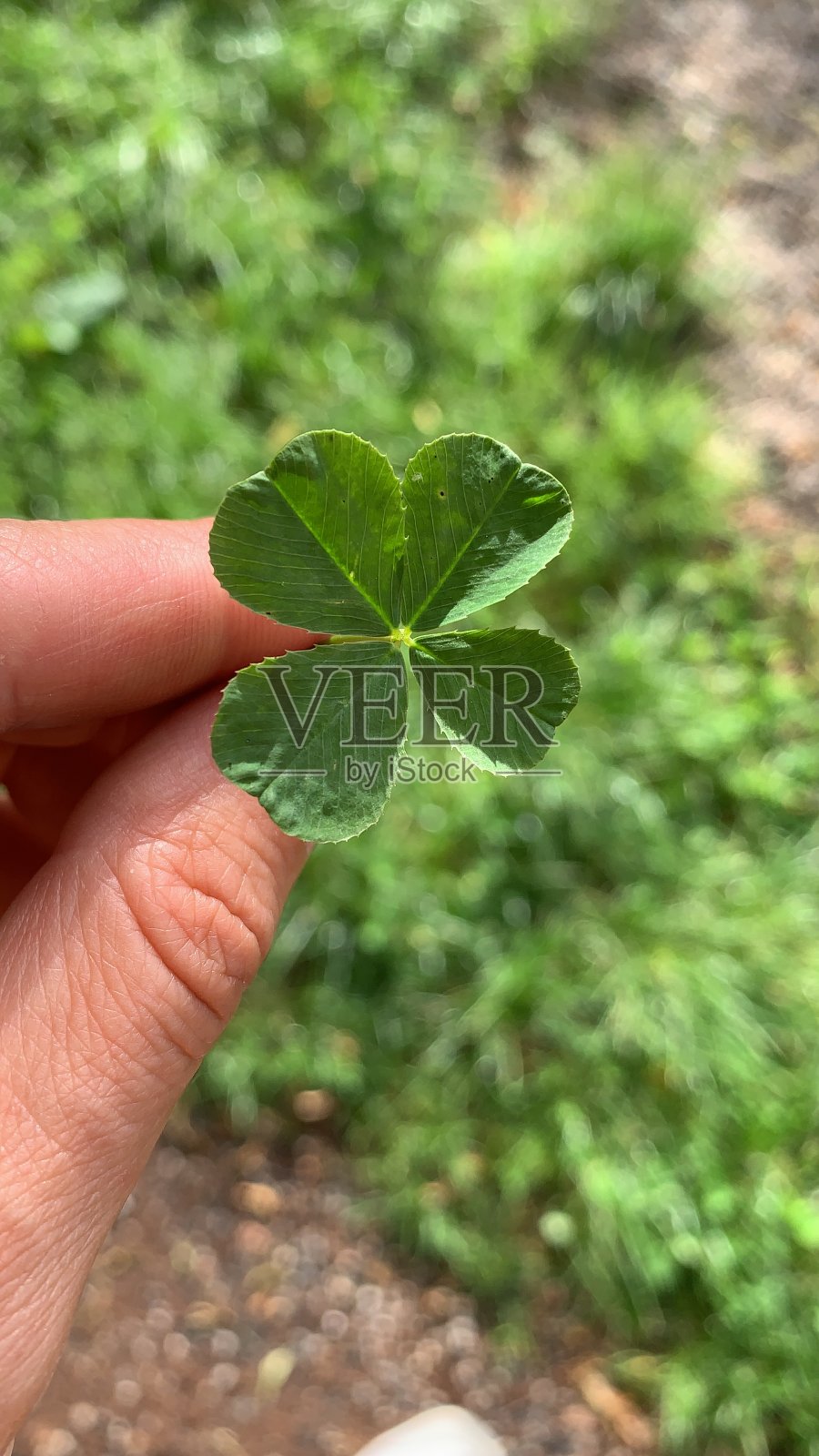 四叶苜蓿照片摄影图片