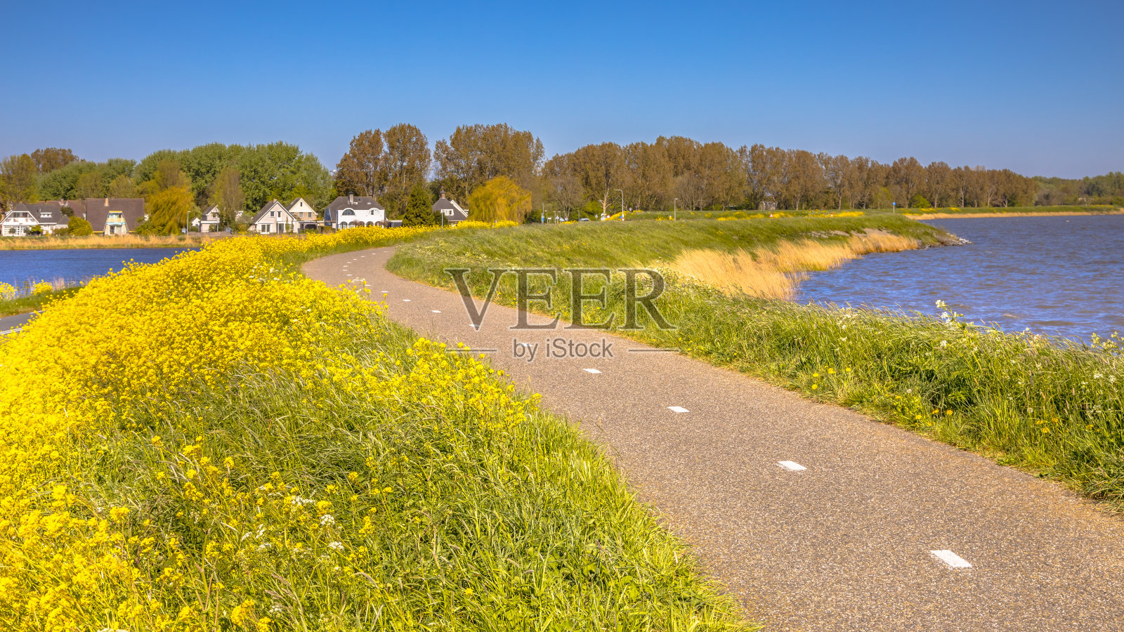 自行车道上没有骑自行车的人，开着黄色的花照片摄影图片