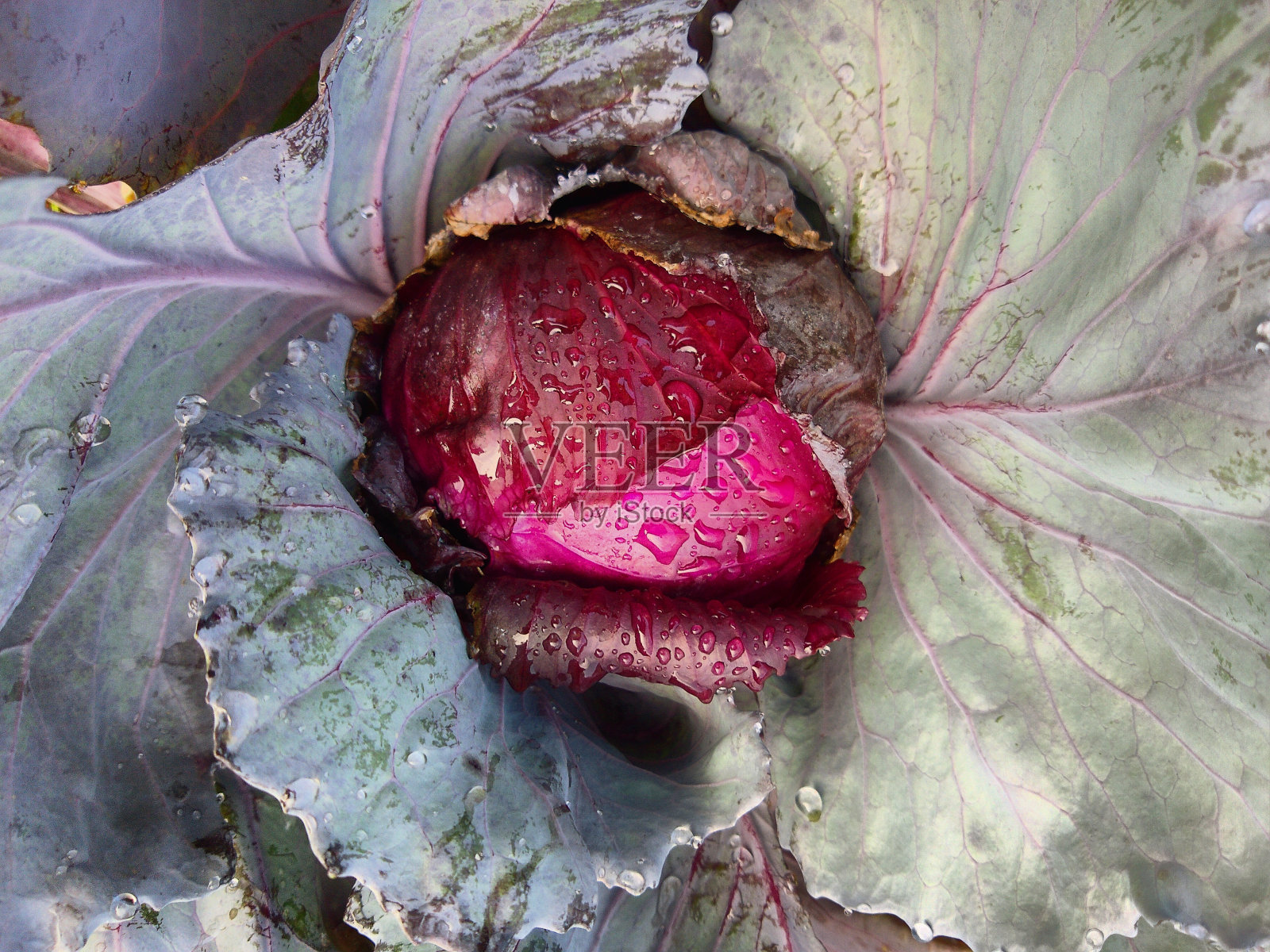 雨后卷心菜。照片摄影图片