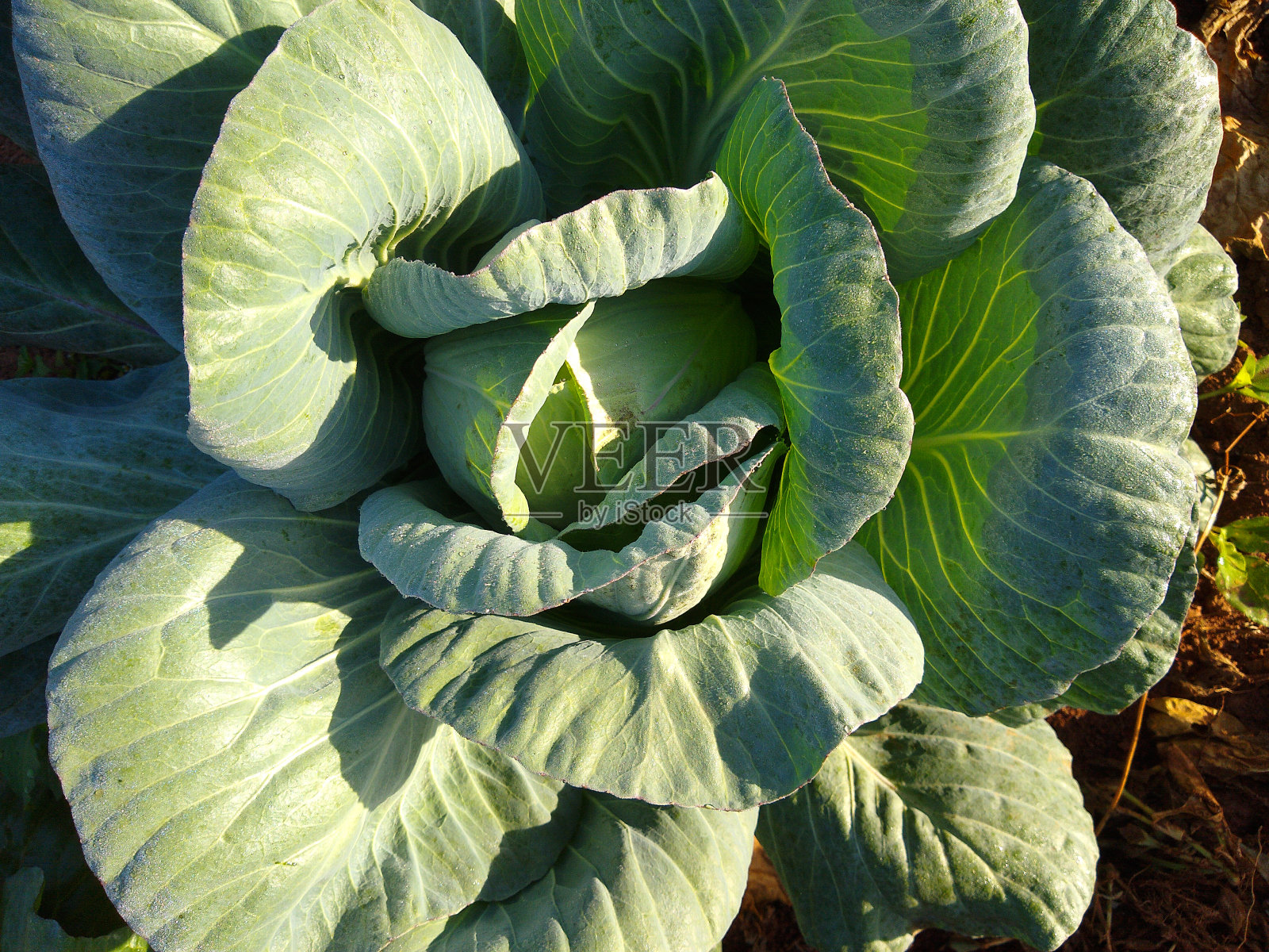 雨后卷心菜。照片摄影图片