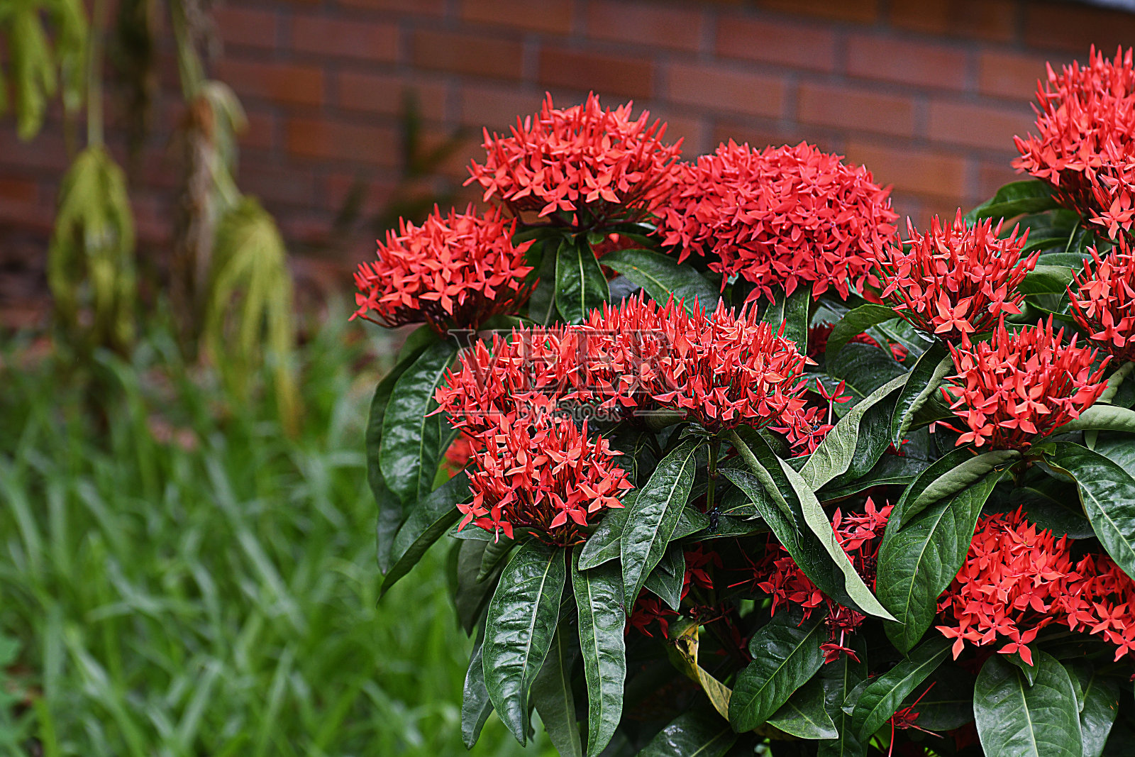 手Ixora照片摄影图片