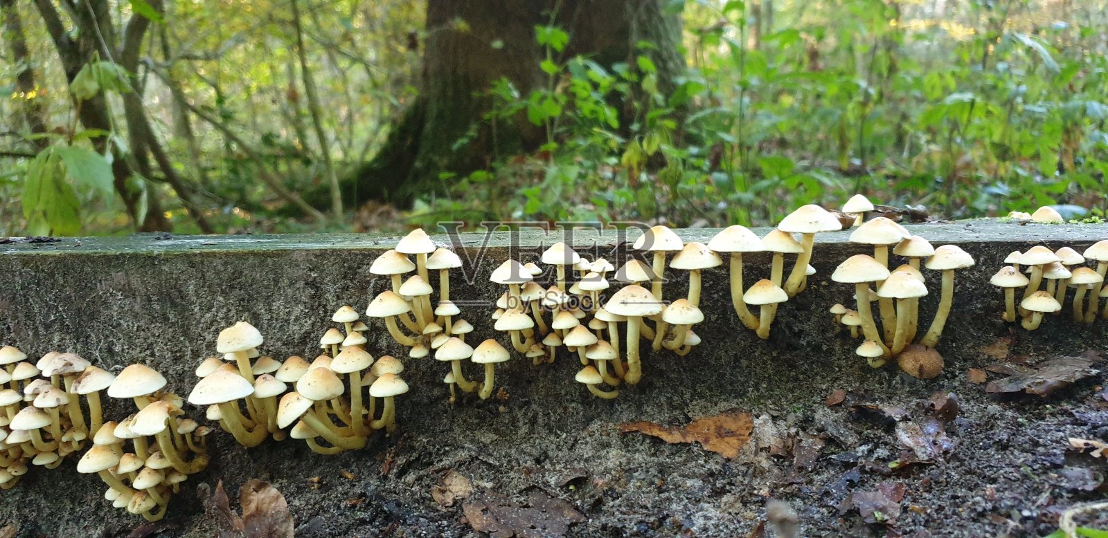 森林野生蘑菇照片摄影图片