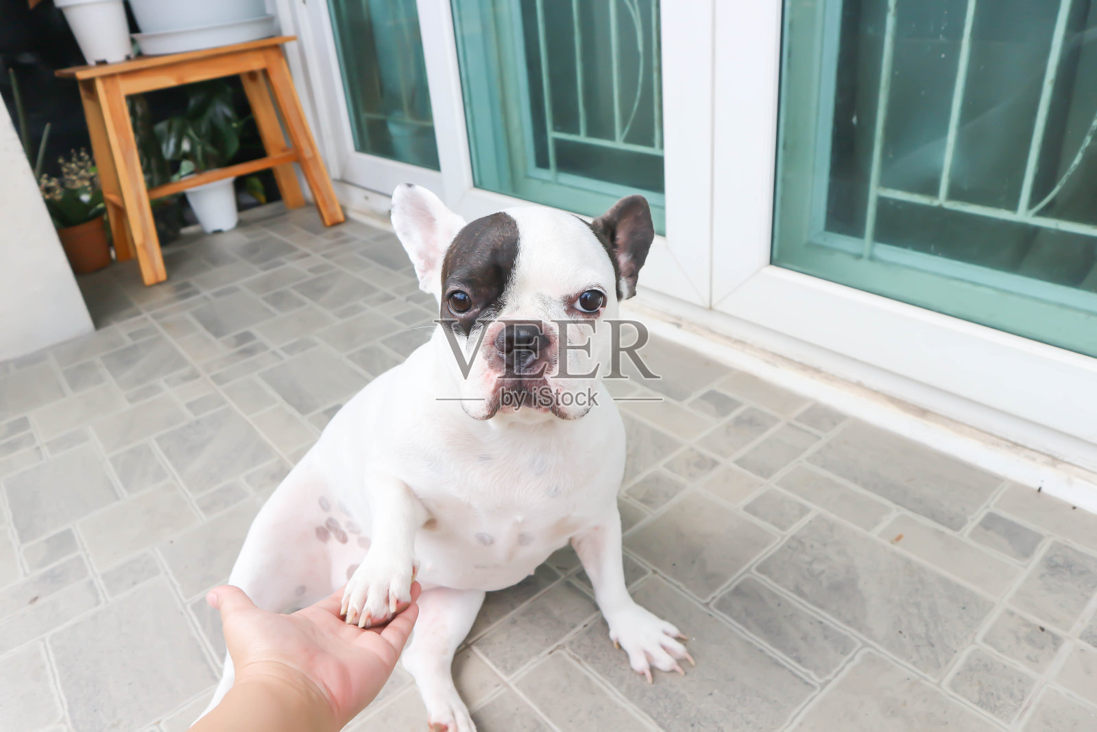 法国斗牛犬，不知道法国斗牛犬在家里或狗照片摄影图片