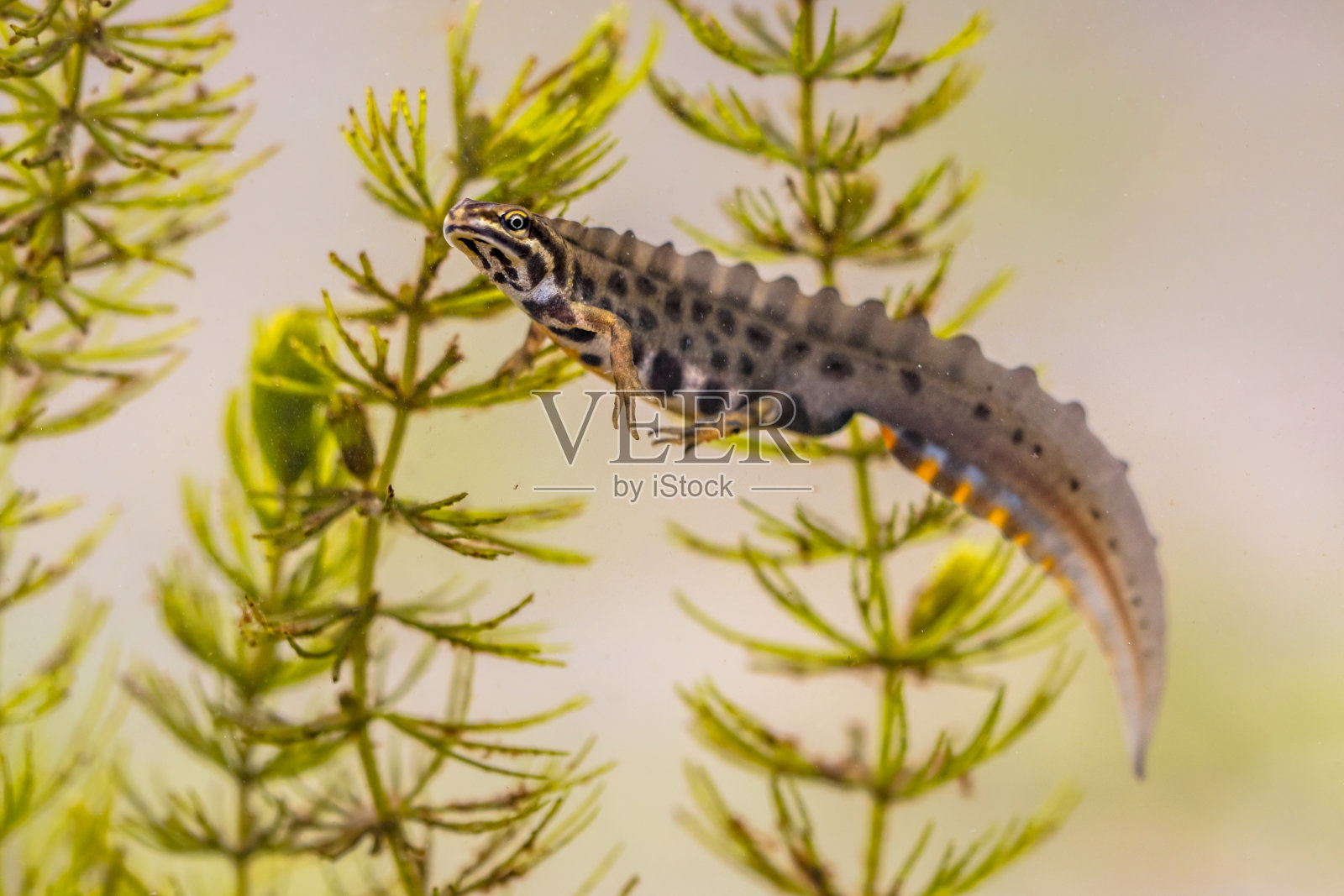 淡水生境中常见的两栖蝾螈照片摄影图片