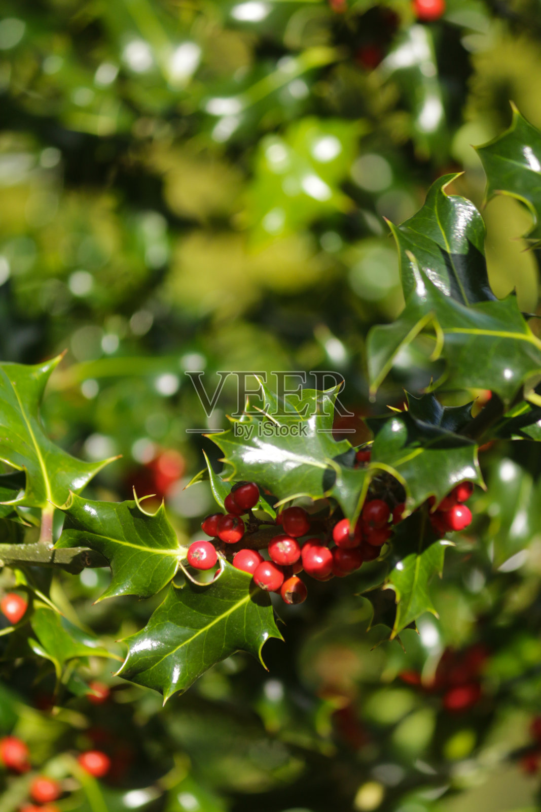 全帧图像的光泽绿色的欧洲冬青叶子和红色浆果(冬青)生长在阳光明媚的花园在冬天，聚焦前景照片摄影图片