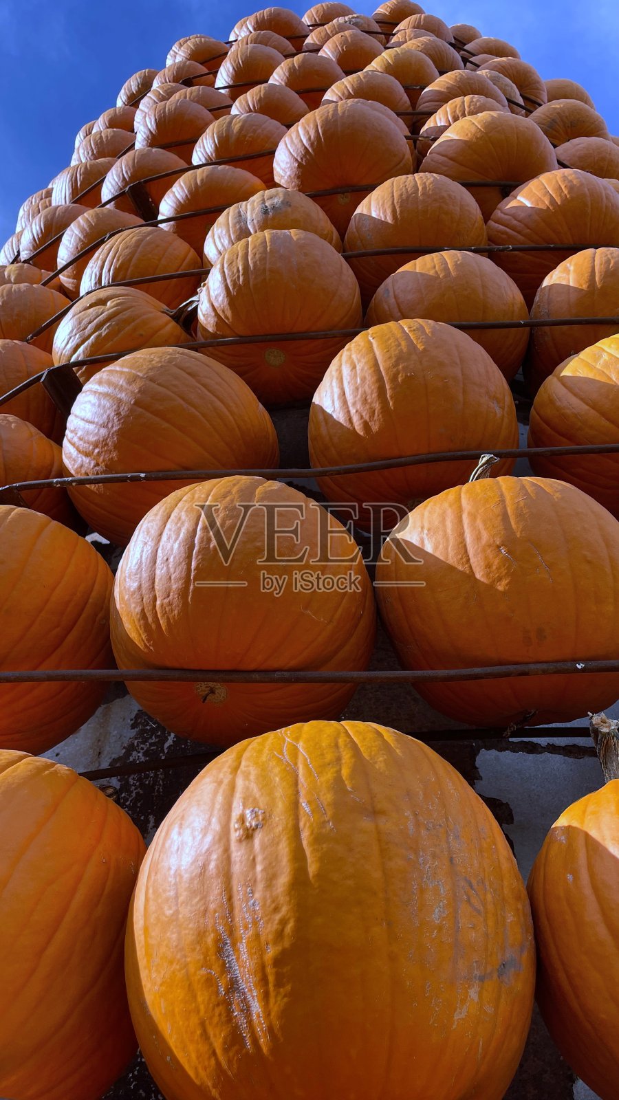 南瓜高塔成排庆祝秋收-库存照片照片摄影图片