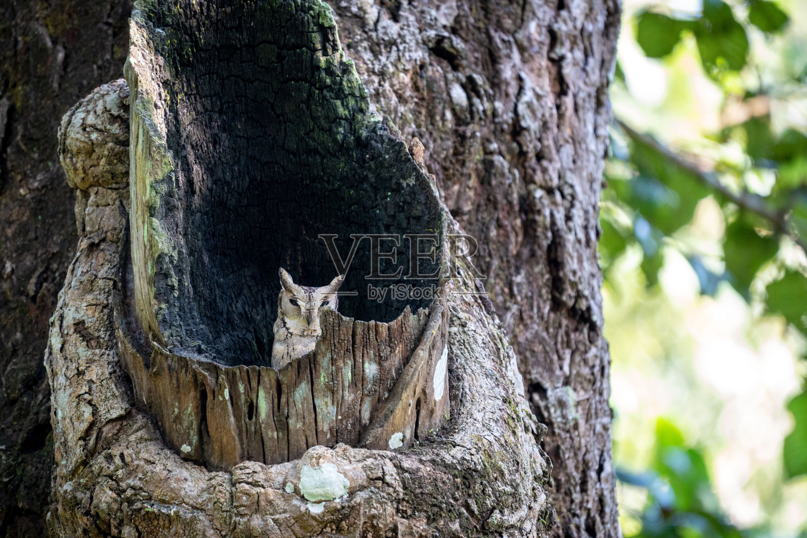 空心树上的领鸮照片摄影图片