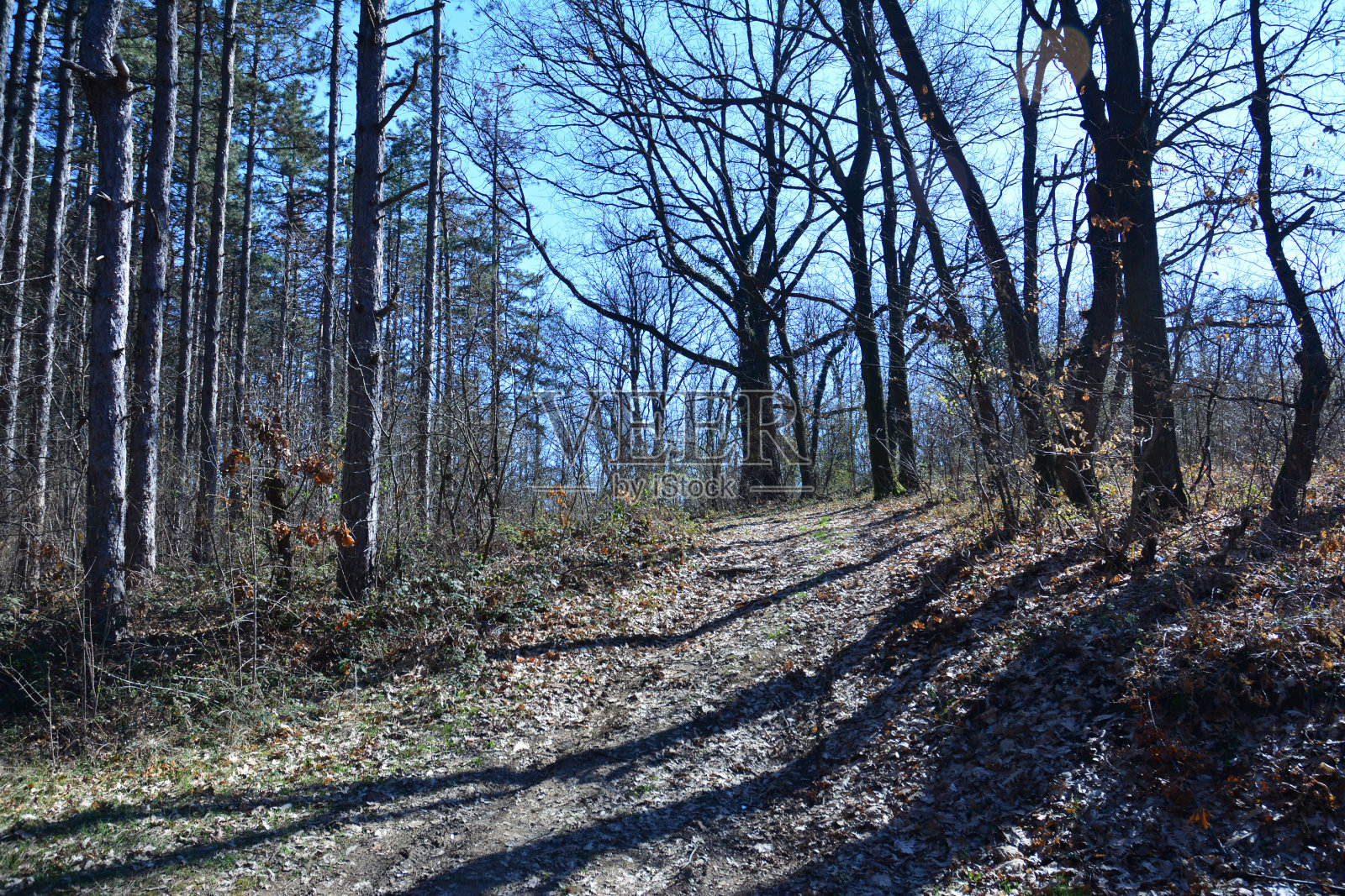 穿过森林的小路照片摄影图片