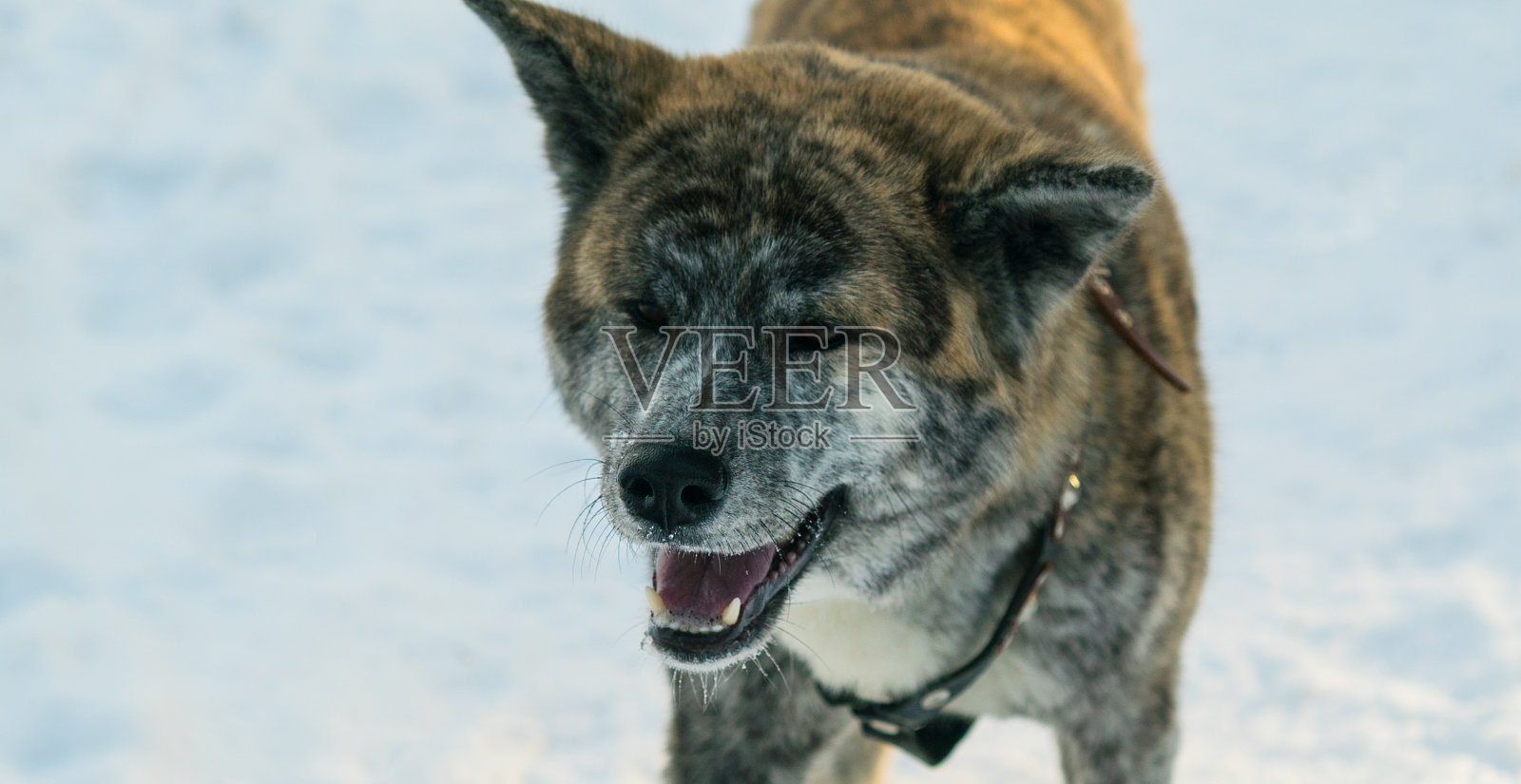白色雪上的斑纹秋田犬特写照片摄影图片