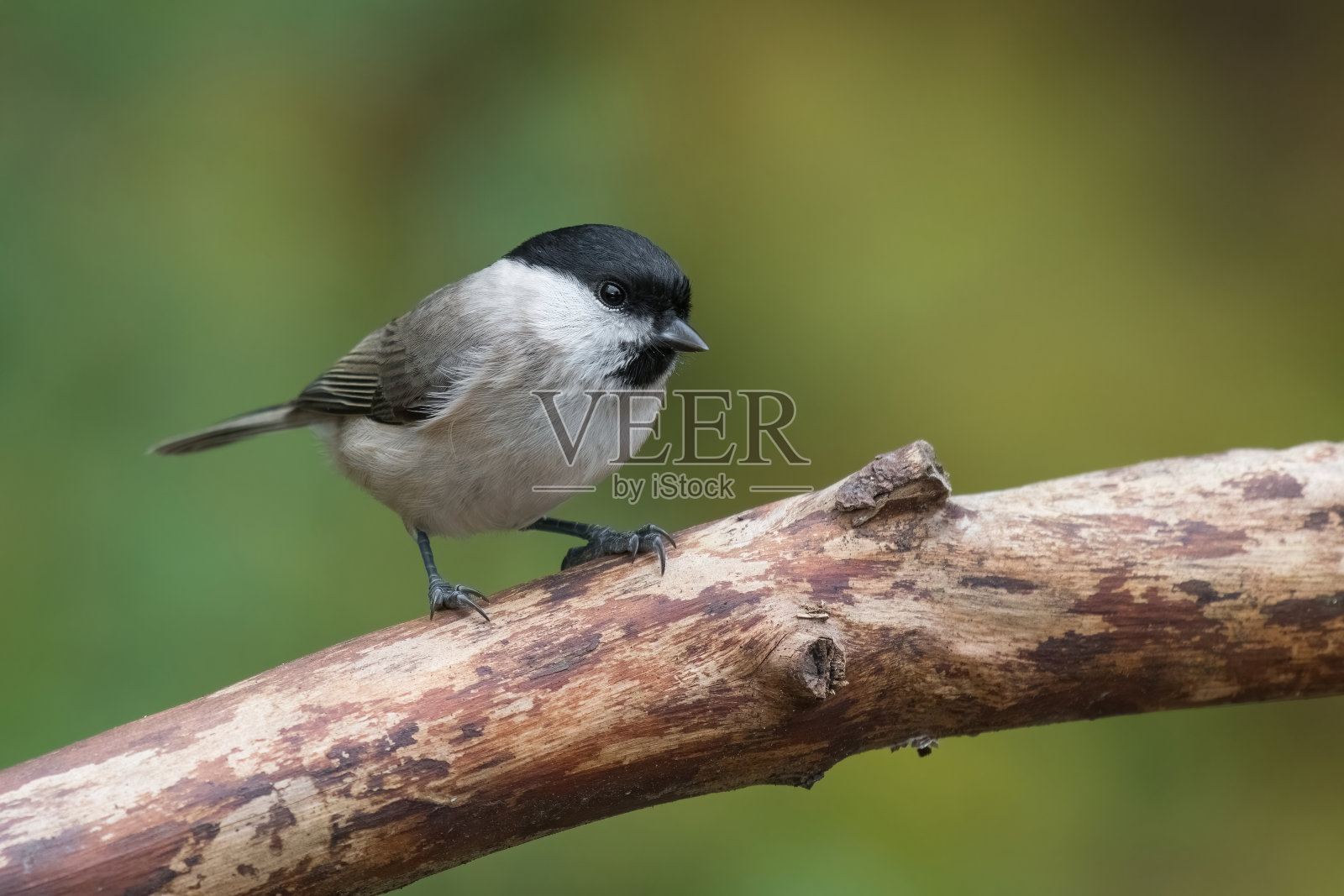 沼泽山雀照片摄影图片