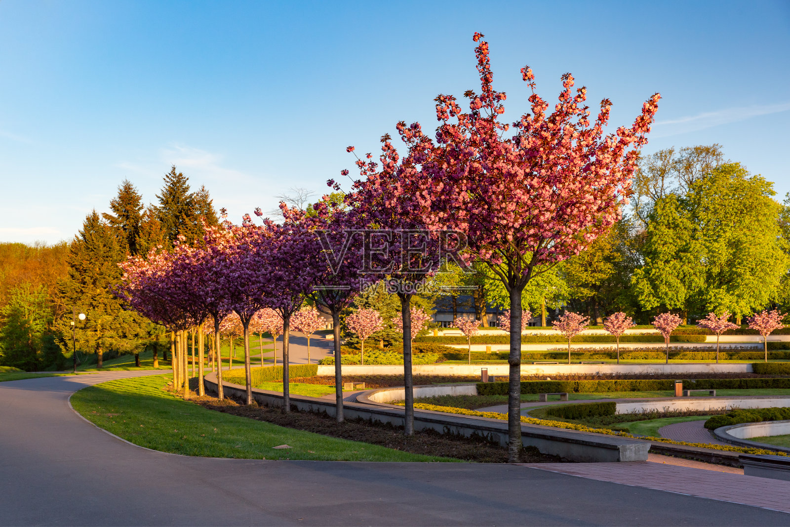 波兰Cytadela公园的玫瑰花坛照片摄影图片