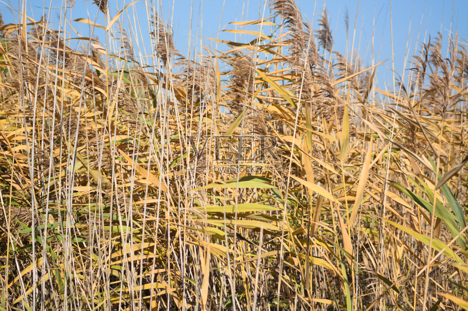 秋天的黄色芦苇特写景观与蓝色背景照片摄影图片