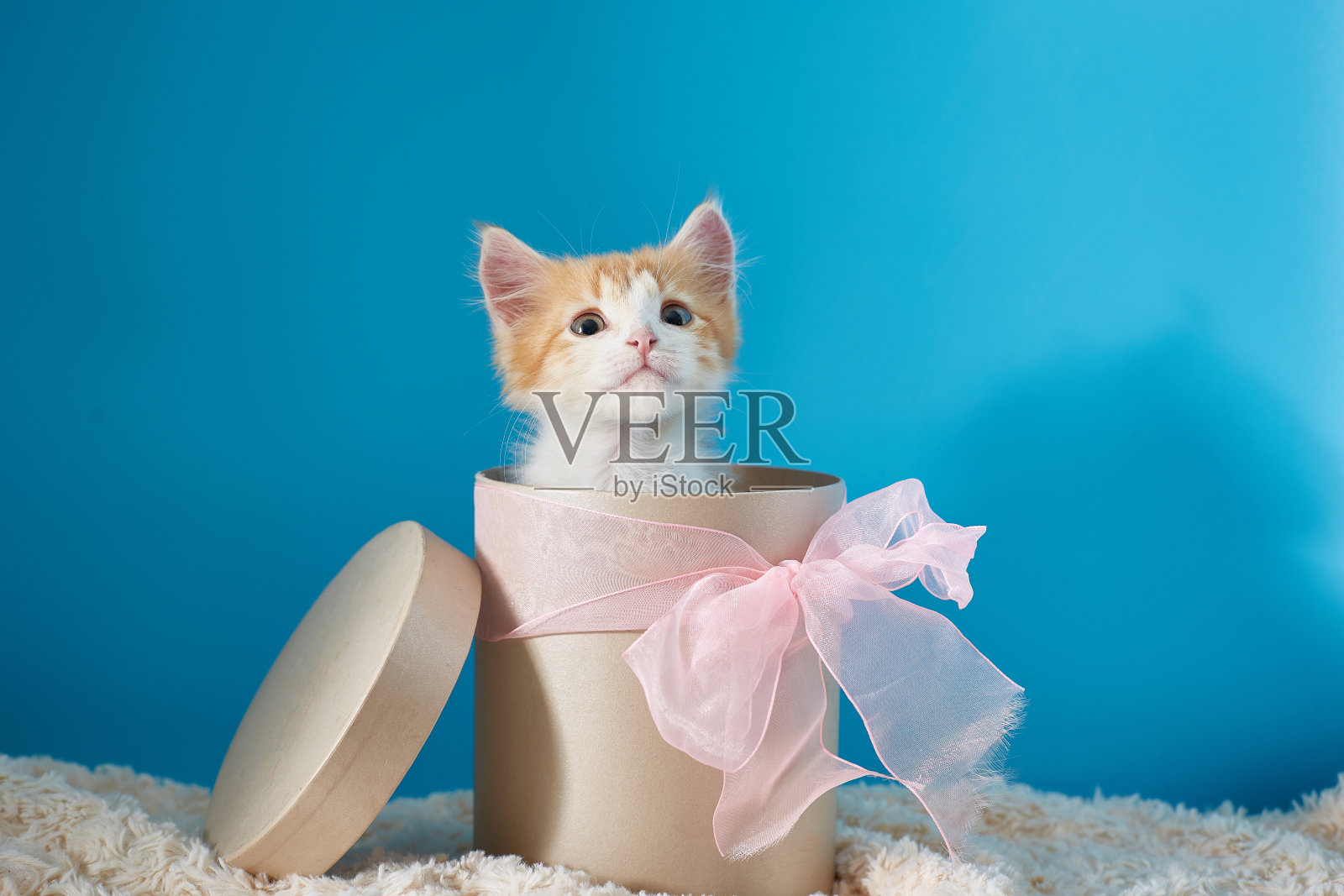 花盒子里的小红猫。一个带蝴蝶结的米色圆形盒子里可爱的小可爱。照片摄影图片