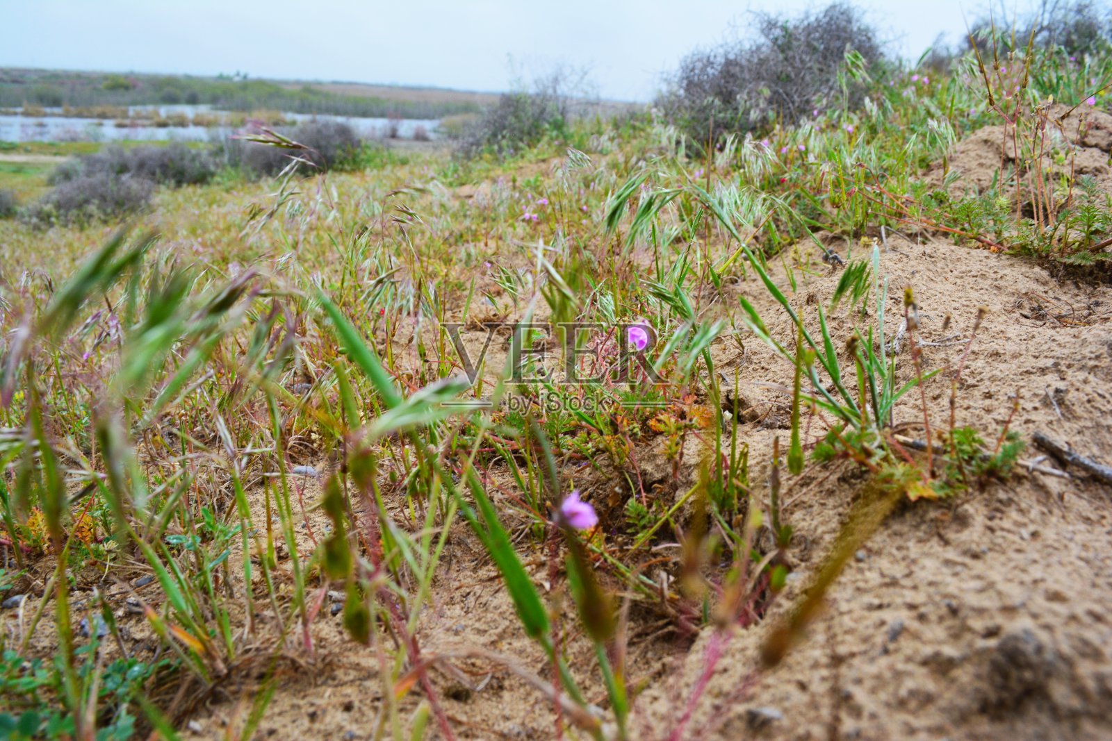 湖畔花照片摄影图片