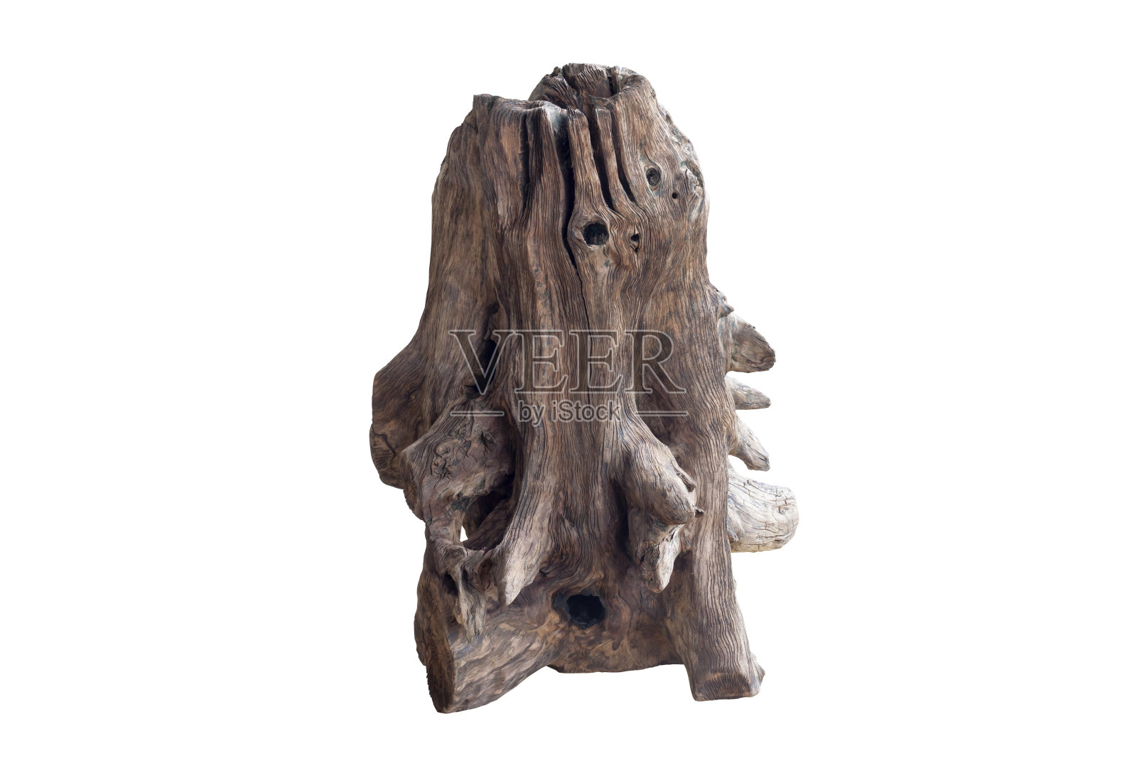 死树桩孤立在白色背景包括修剪路径。照片摄影图片