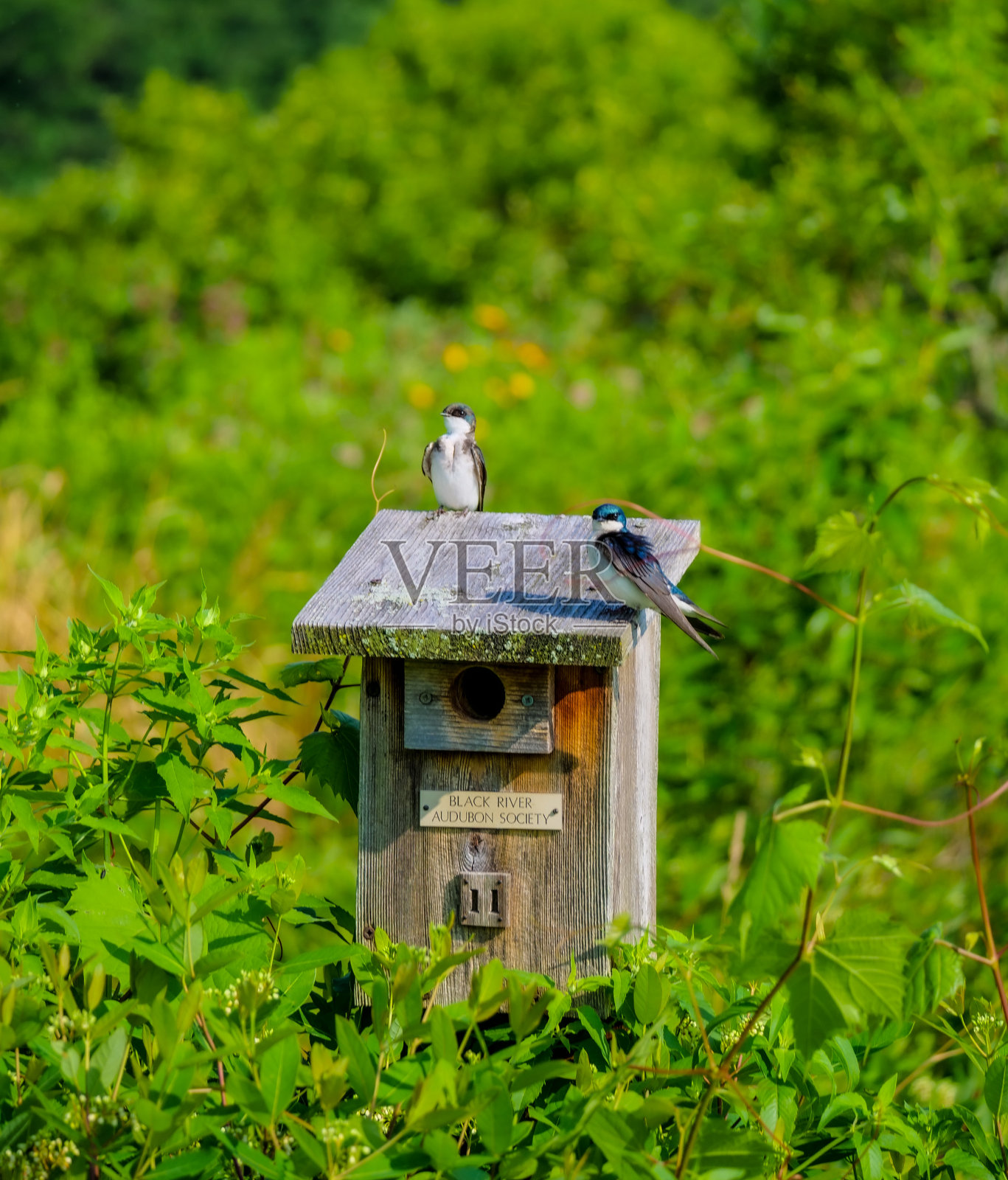 树燕子在桑迪岭保留地，克利夫兰，OH照片摄影图片