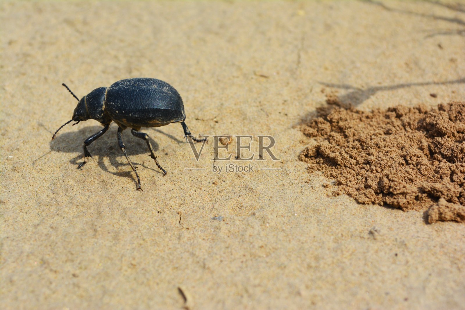 黑色的甲虫照片摄影图片