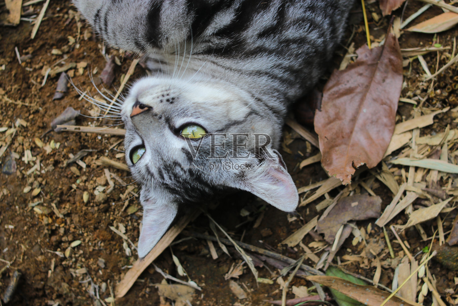 一只野猫躺在树林里的地上照片摄影图片