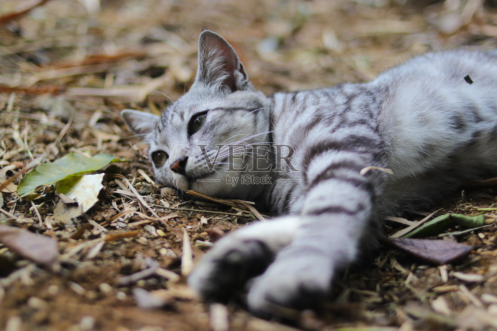 一只野猫躺在树林里的地上照片摄影图片